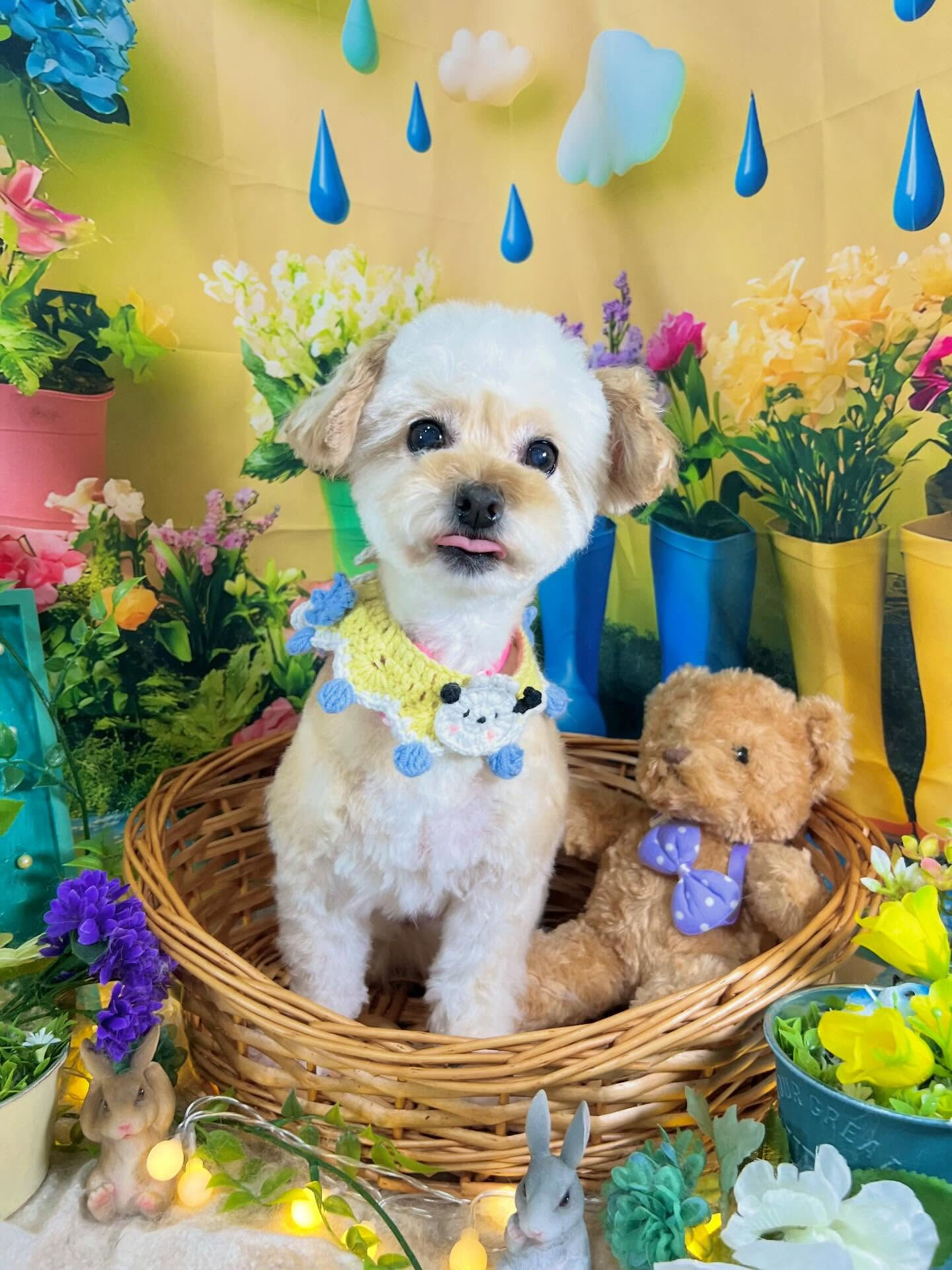 来店いただいた、チワプーのハナちゃんです🐶✨