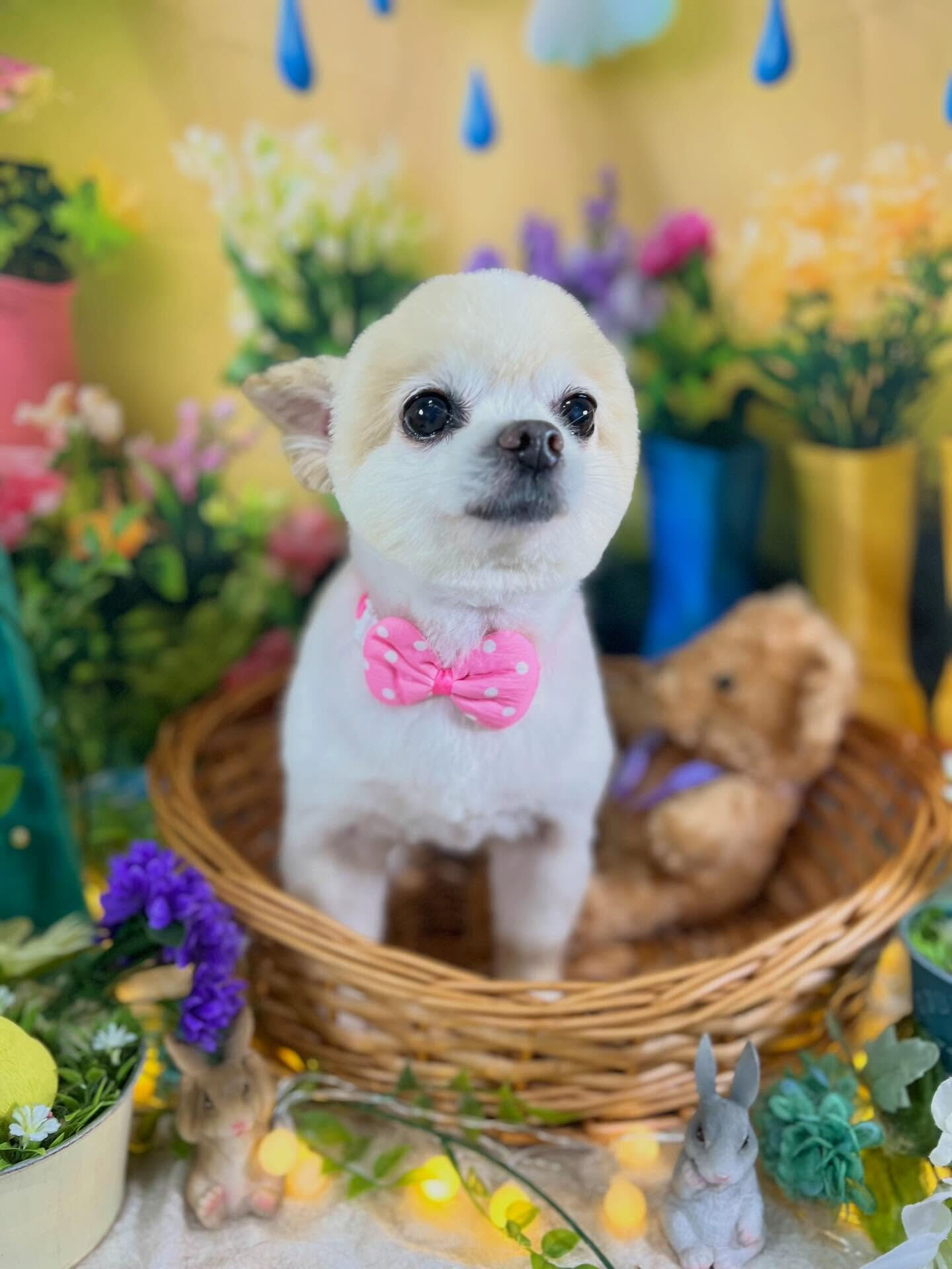 来店いただいた、ポメラニアンのマルちゃんです🐶✨