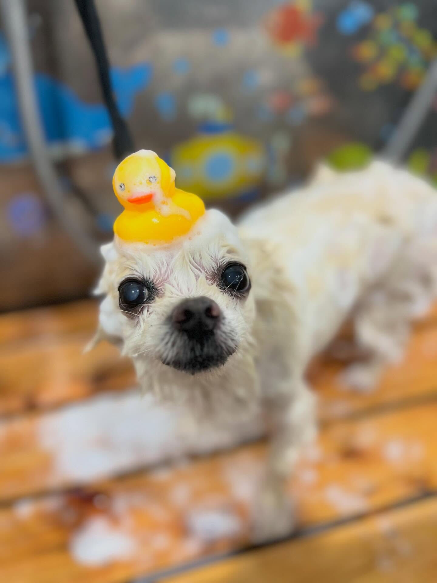 来店いただいた、ポメラニアンのマルちゃんです🐶✨