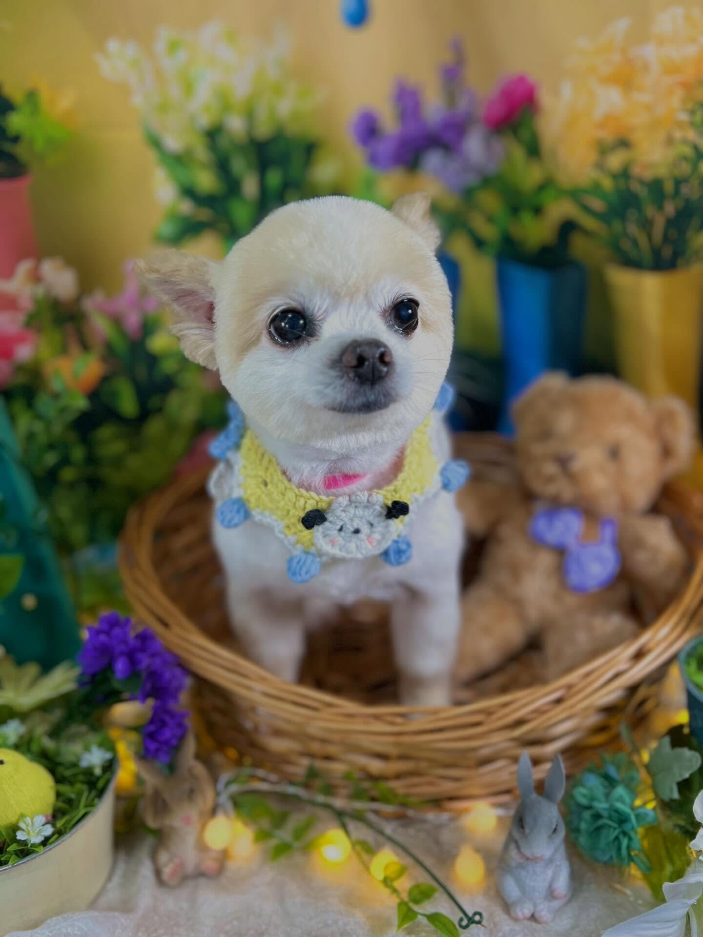来店いただいた、ポメラニアンのマルちゃんです🐶✨