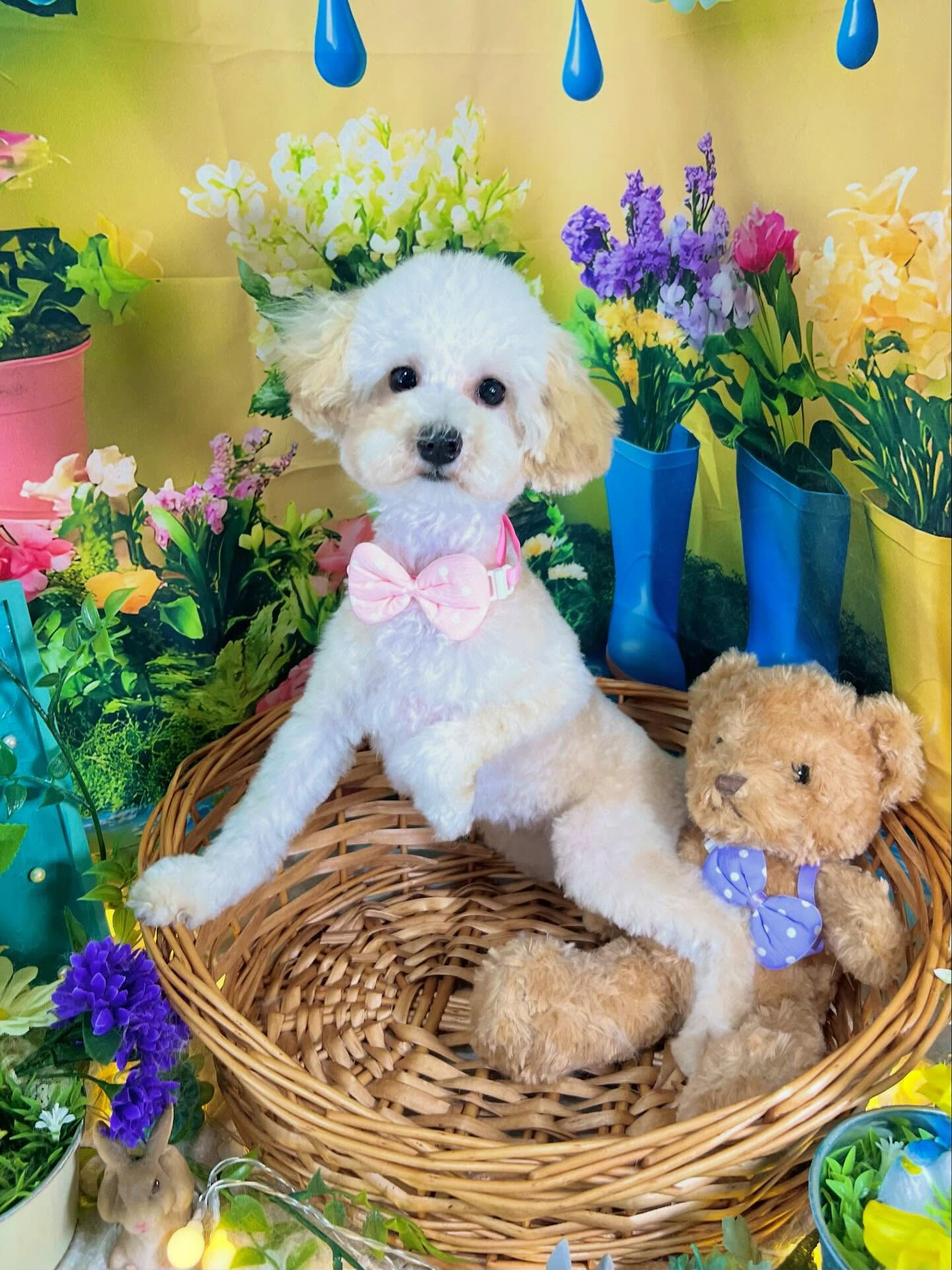 来店いただいた、トイプードルのらっきーちゃんです🐶✨