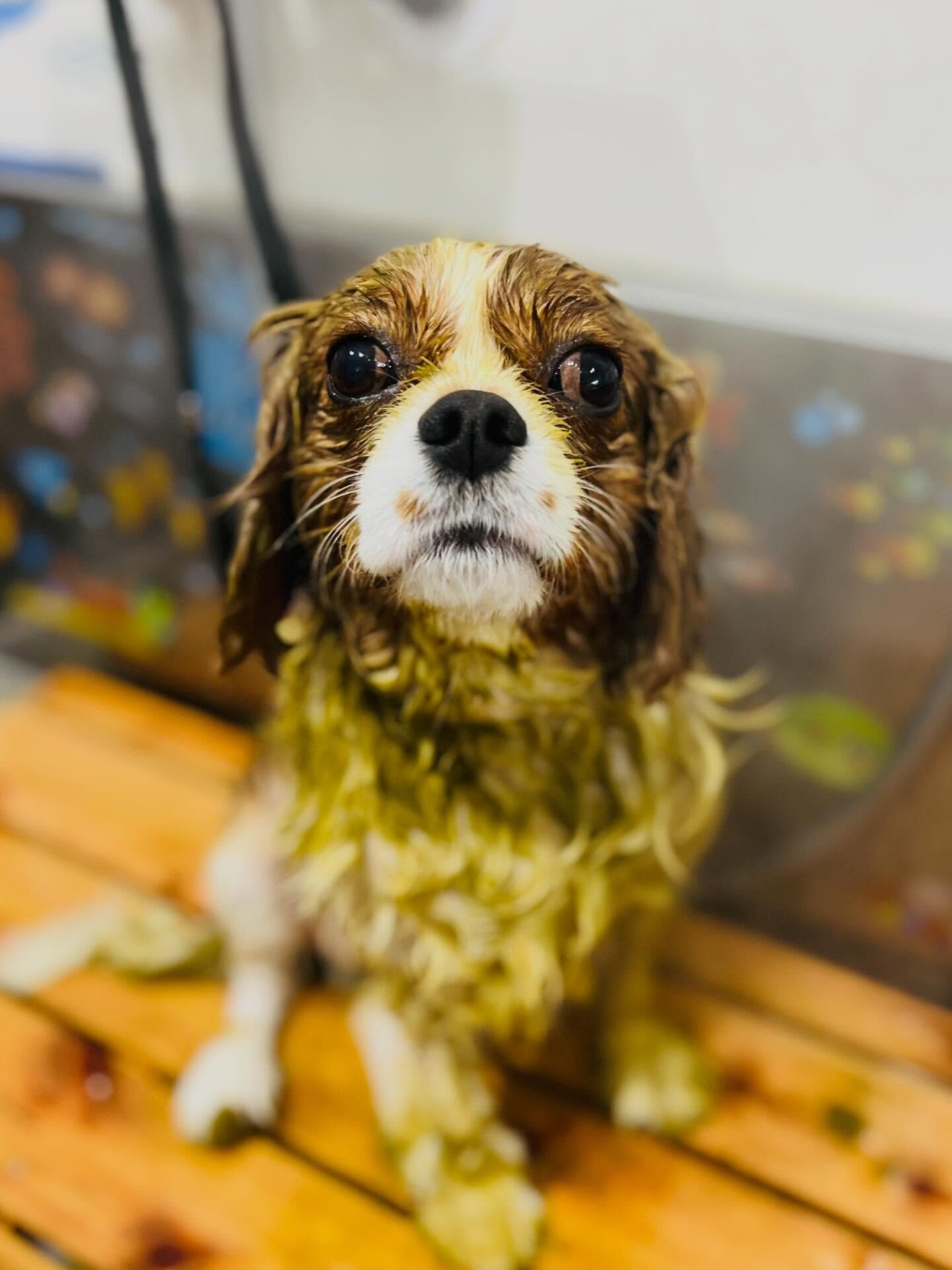 来店いただいた、キャバリアのおもちちゃんです🐶✨