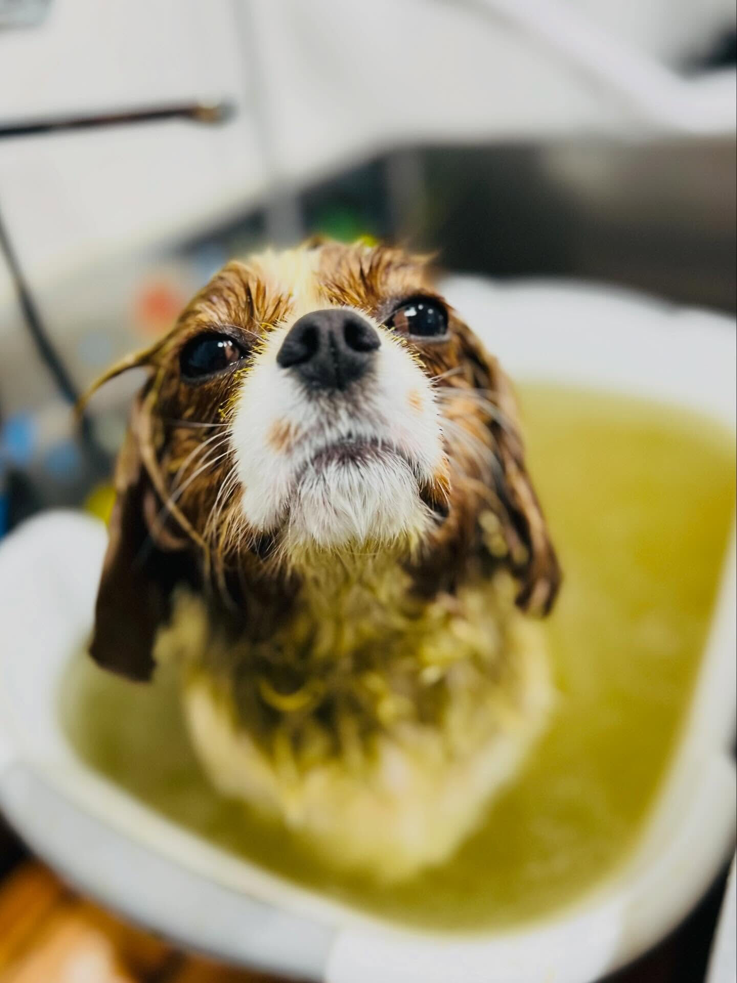 来店いただいた、キャバリアのおもちちゃんです🐶✨