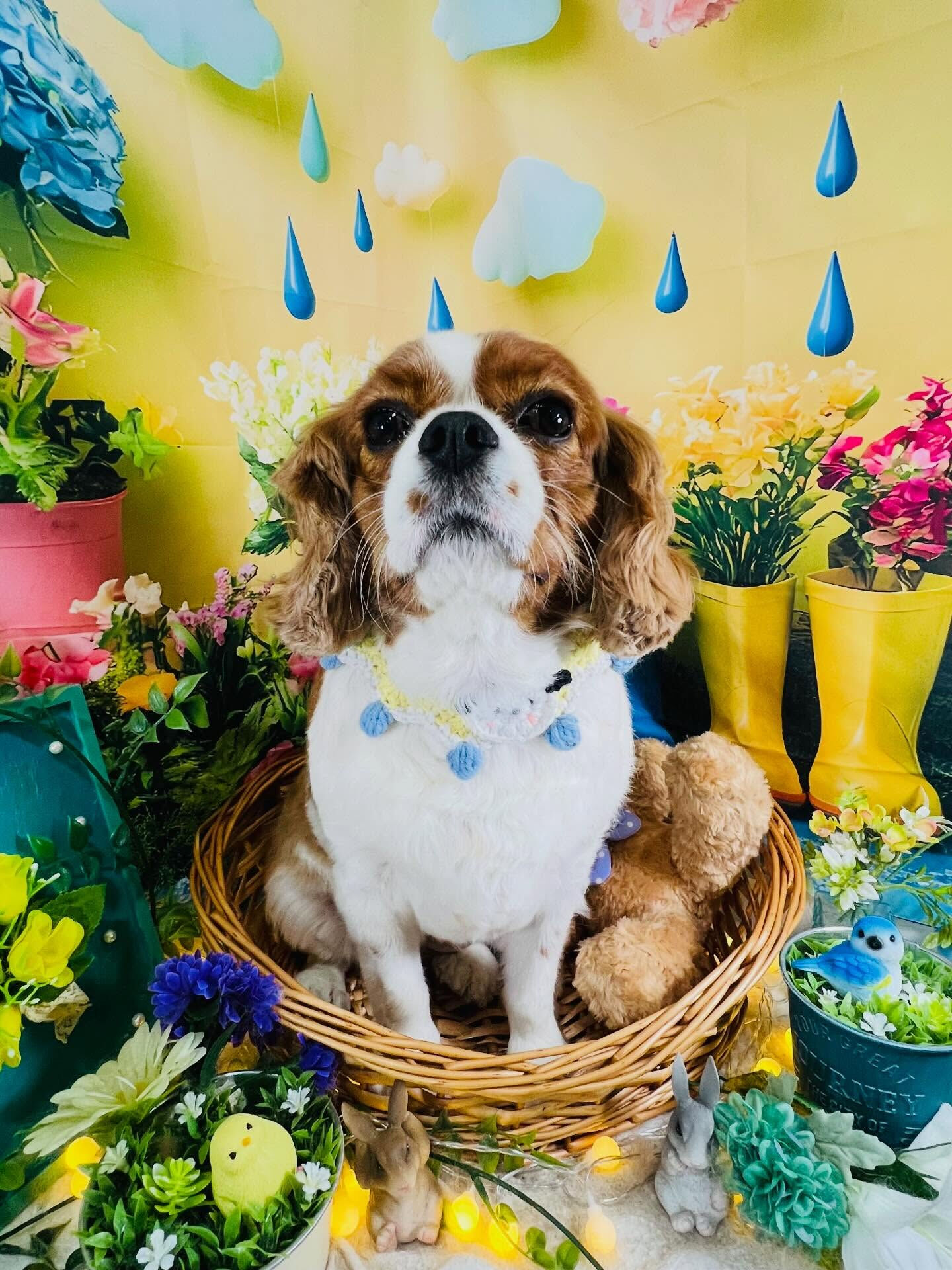 来店いただいた、キャバリアのおもちちゃんです🐶✨