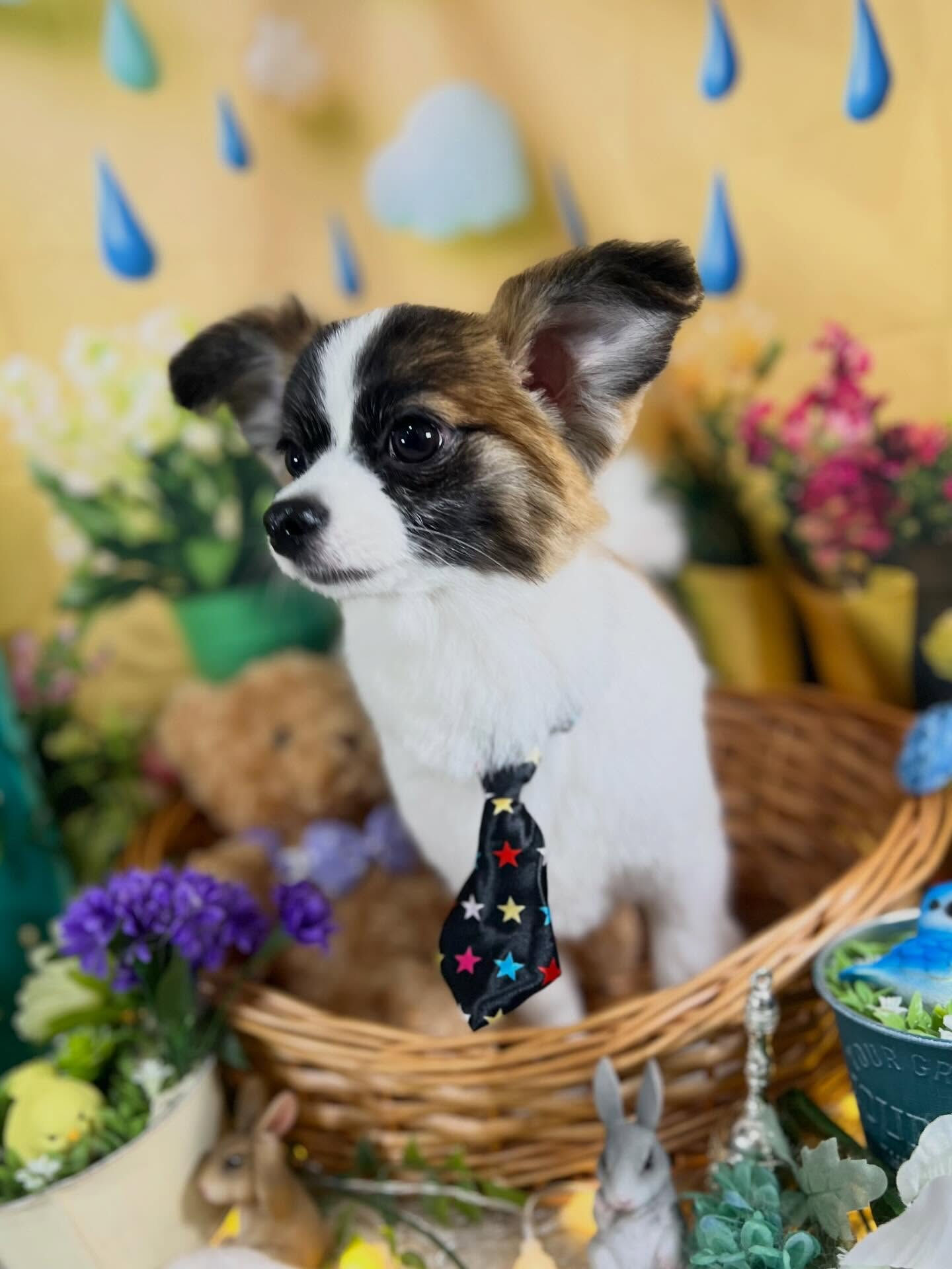 来店いただいた、パピチワの小太郎くんです🐶✨