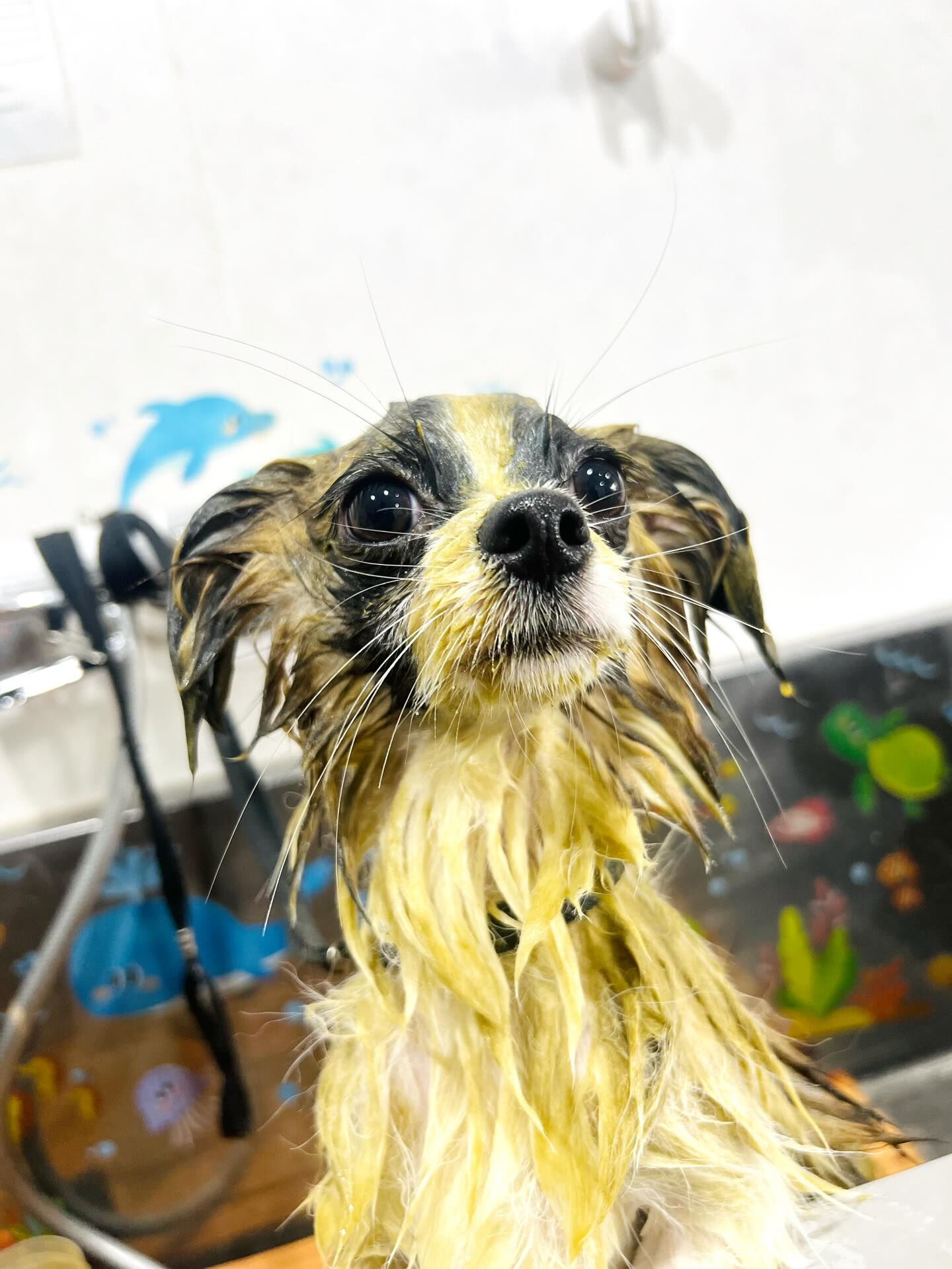 来店いただいた、パピチワの小太郎くんです🐶✨