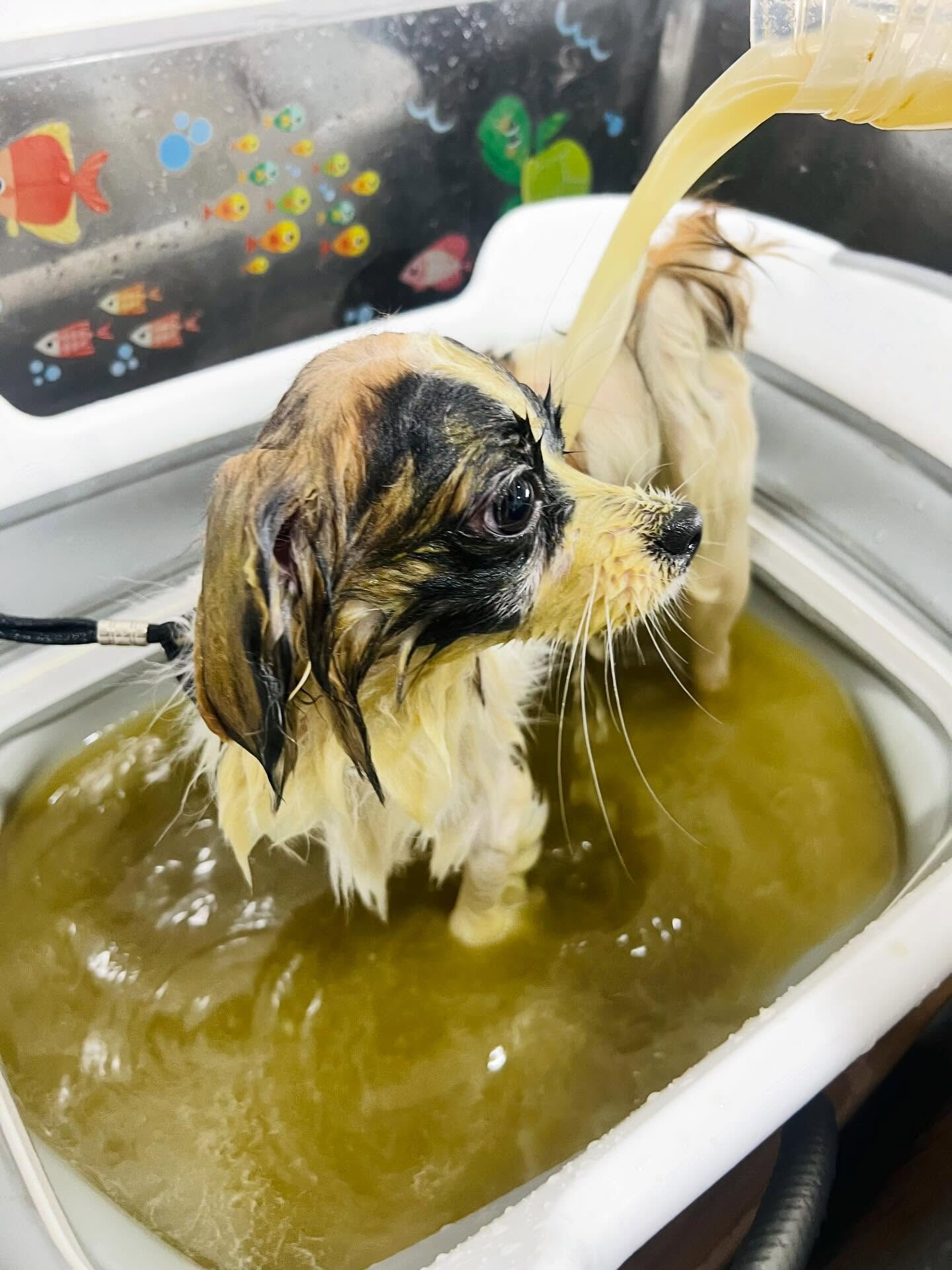 来店いただいた、パピチワの小太郎くんです🐶✨