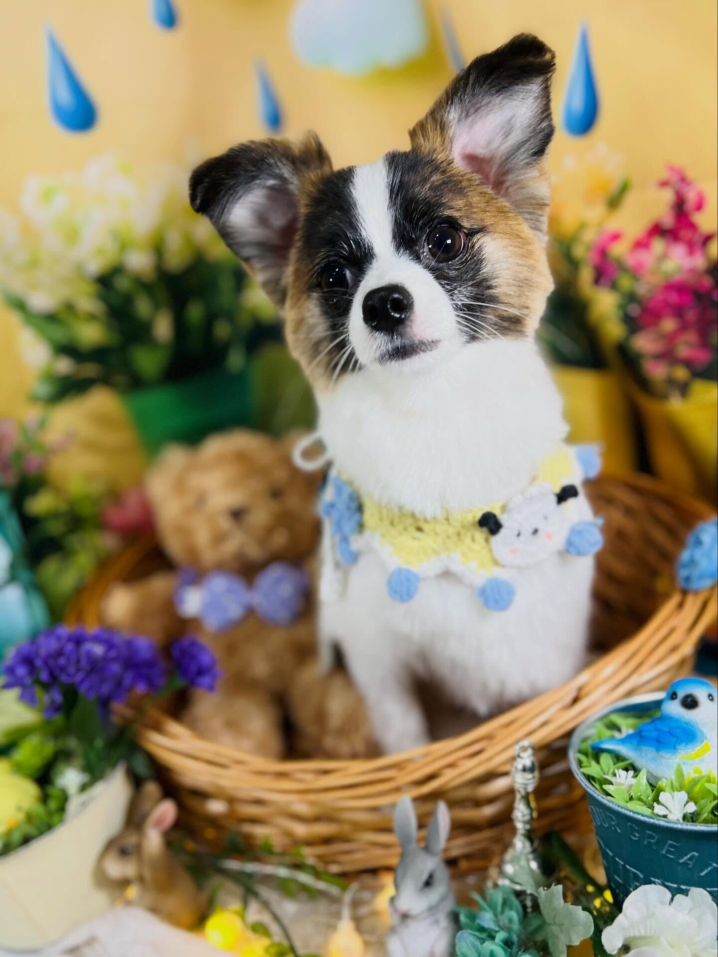 来店いただいた、パピチワの小太郎くんです🐶✨