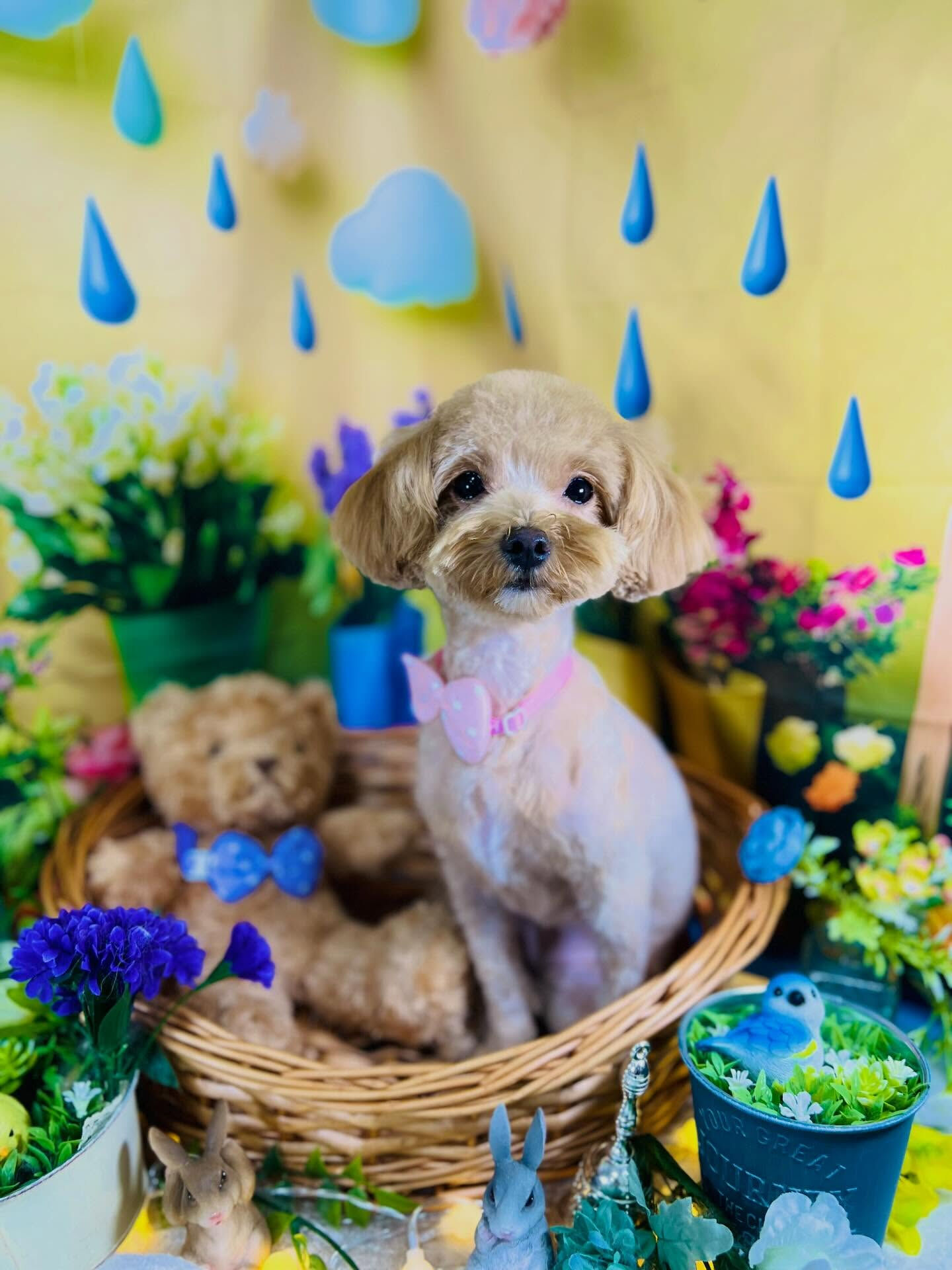 来店いただいた、プードルのかのんちゃんです🐶✨