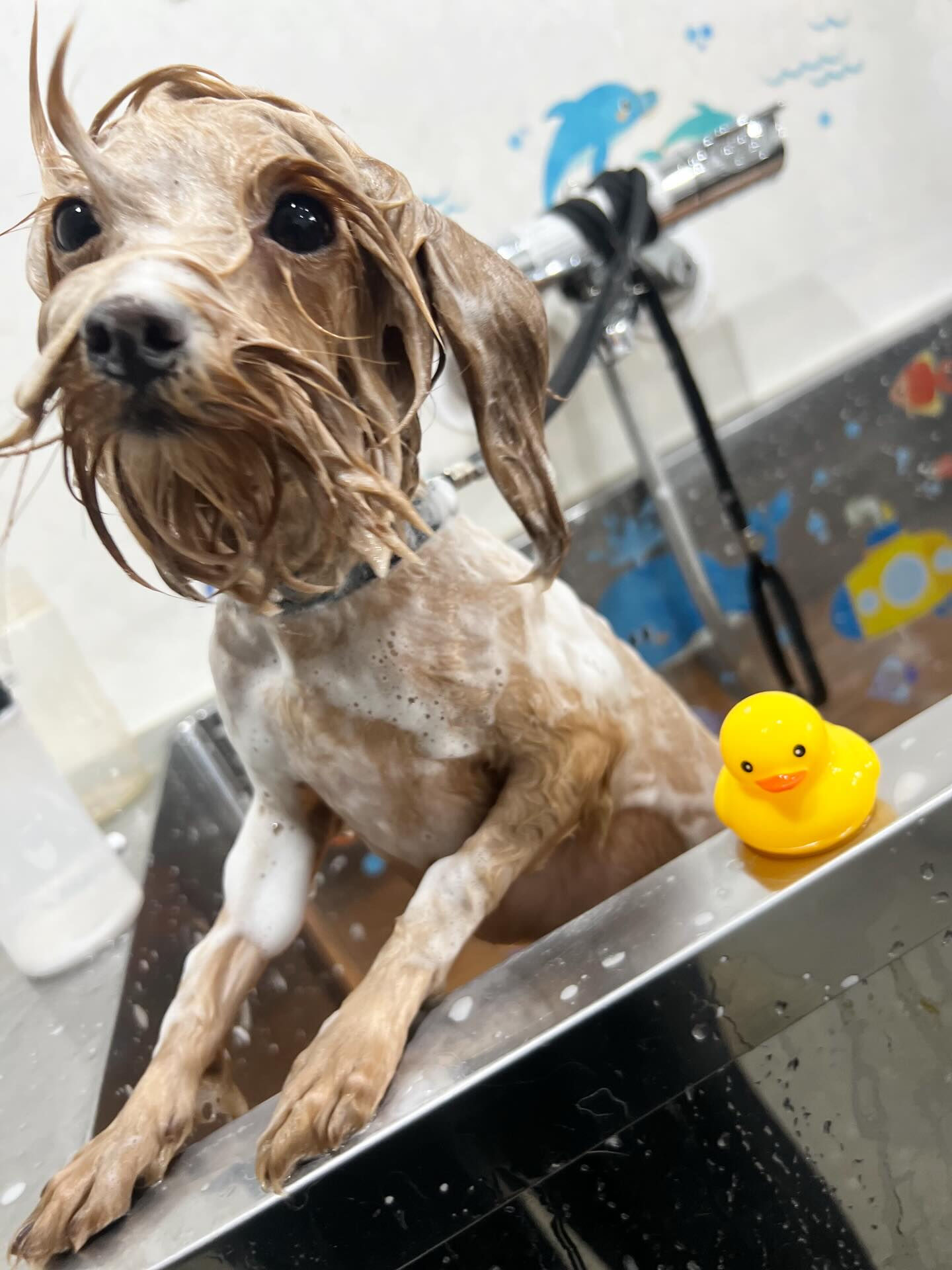 来店いただいた、プードルのかのんちゃんです🐶✨