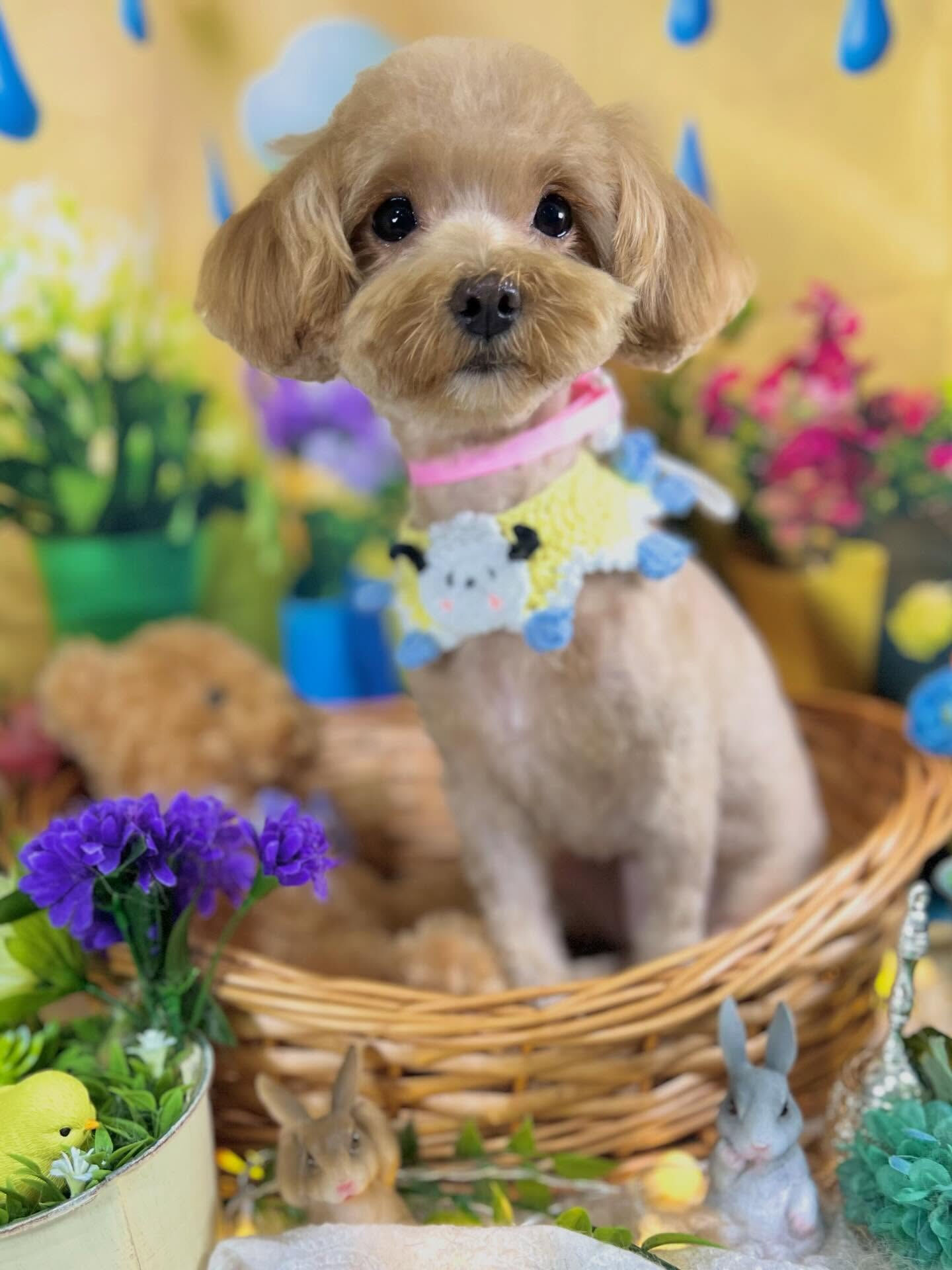 来店いただいた、プードルのかのんちゃんです🐶✨
