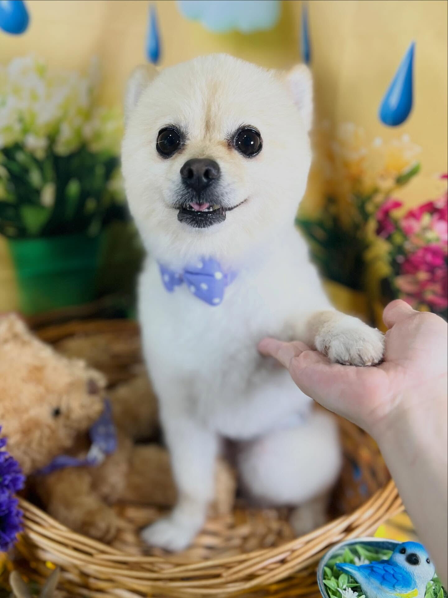 来店いただいた、ポメラニアンのみるくくんです🐶✨