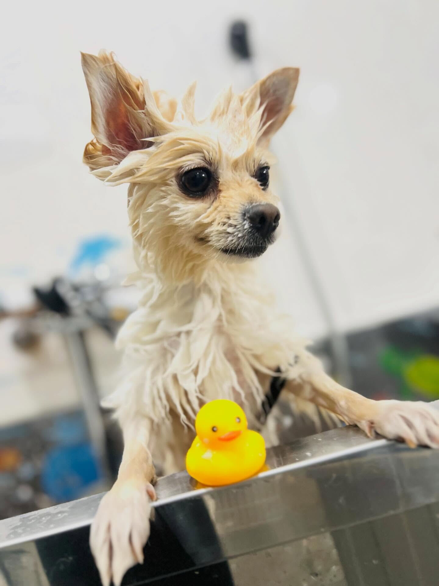 来店いただいた、ポメラニアンのみるくくんです🐶✨