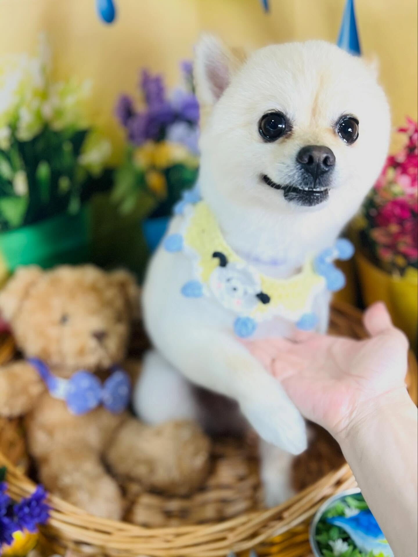 来店いただいた、ポメラニアンのみるくくんです🐶✨