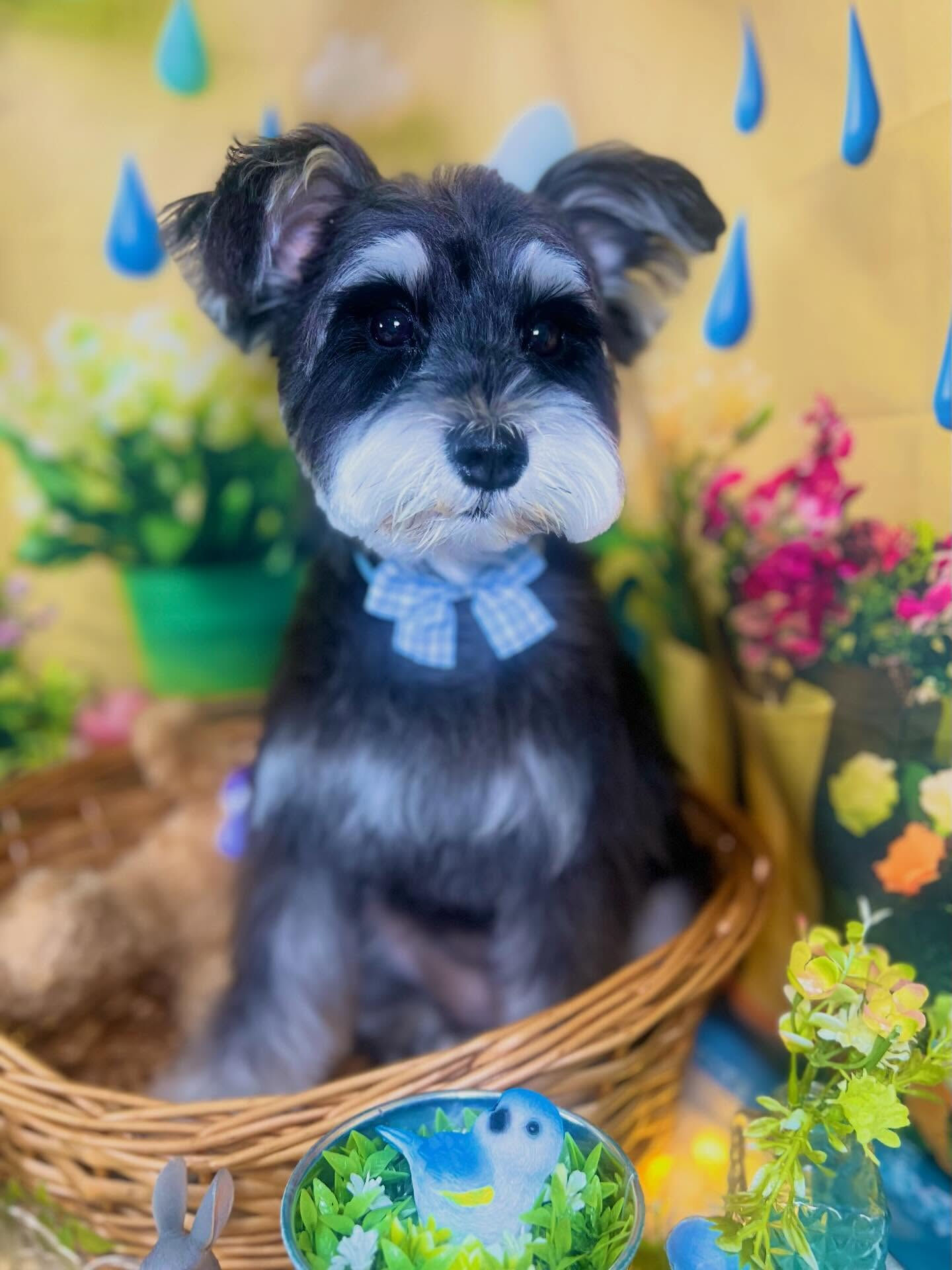 来店いただいた、シュナウザーのノアちゃんです🐶✨