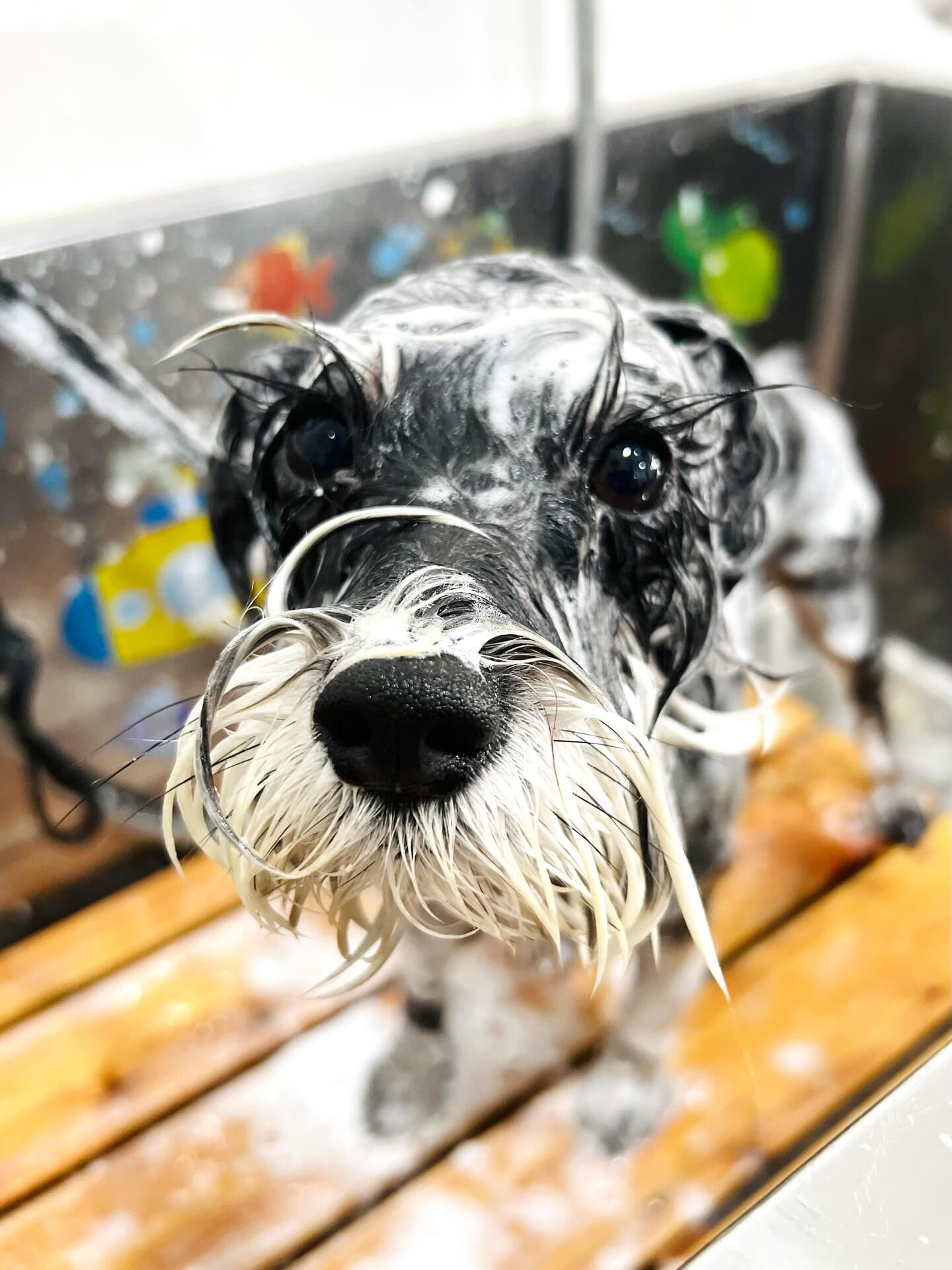 来店いただいた、シュナウザーのノアちゃんです🐶✨