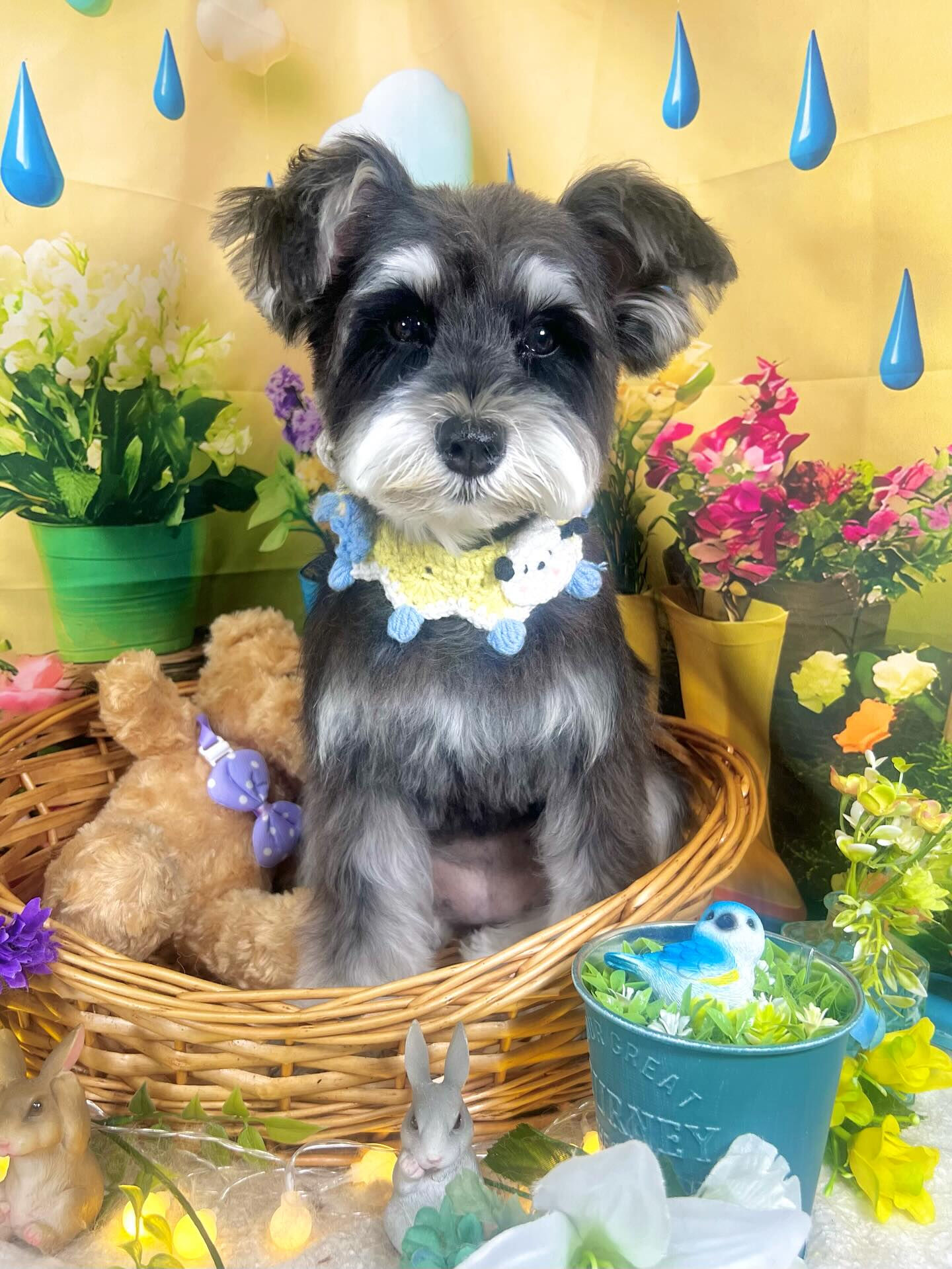 来店いただいた、シュナウザーのノアちゃんです🐶✨
