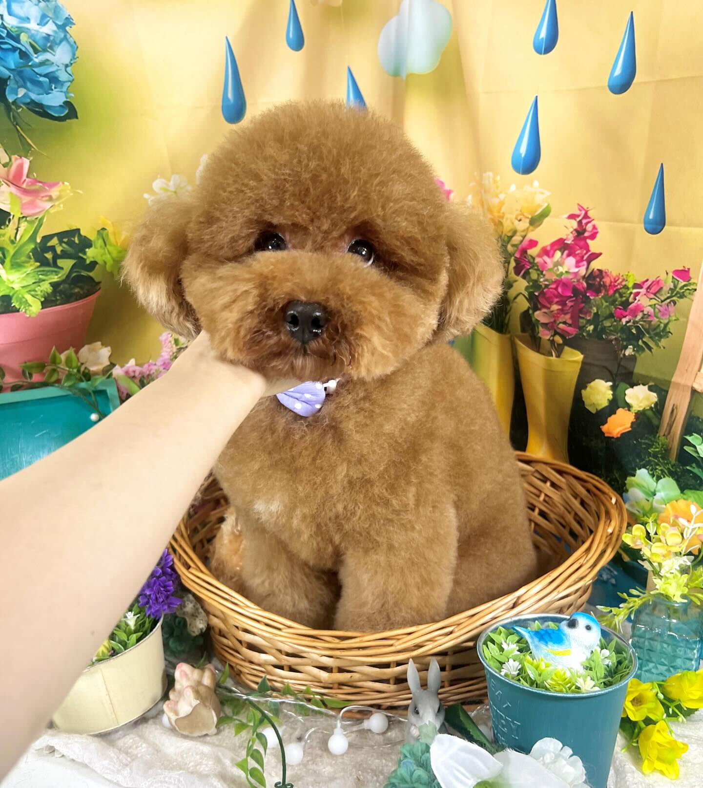 来店いただいた、トイプーのマロンくんです🐶✨