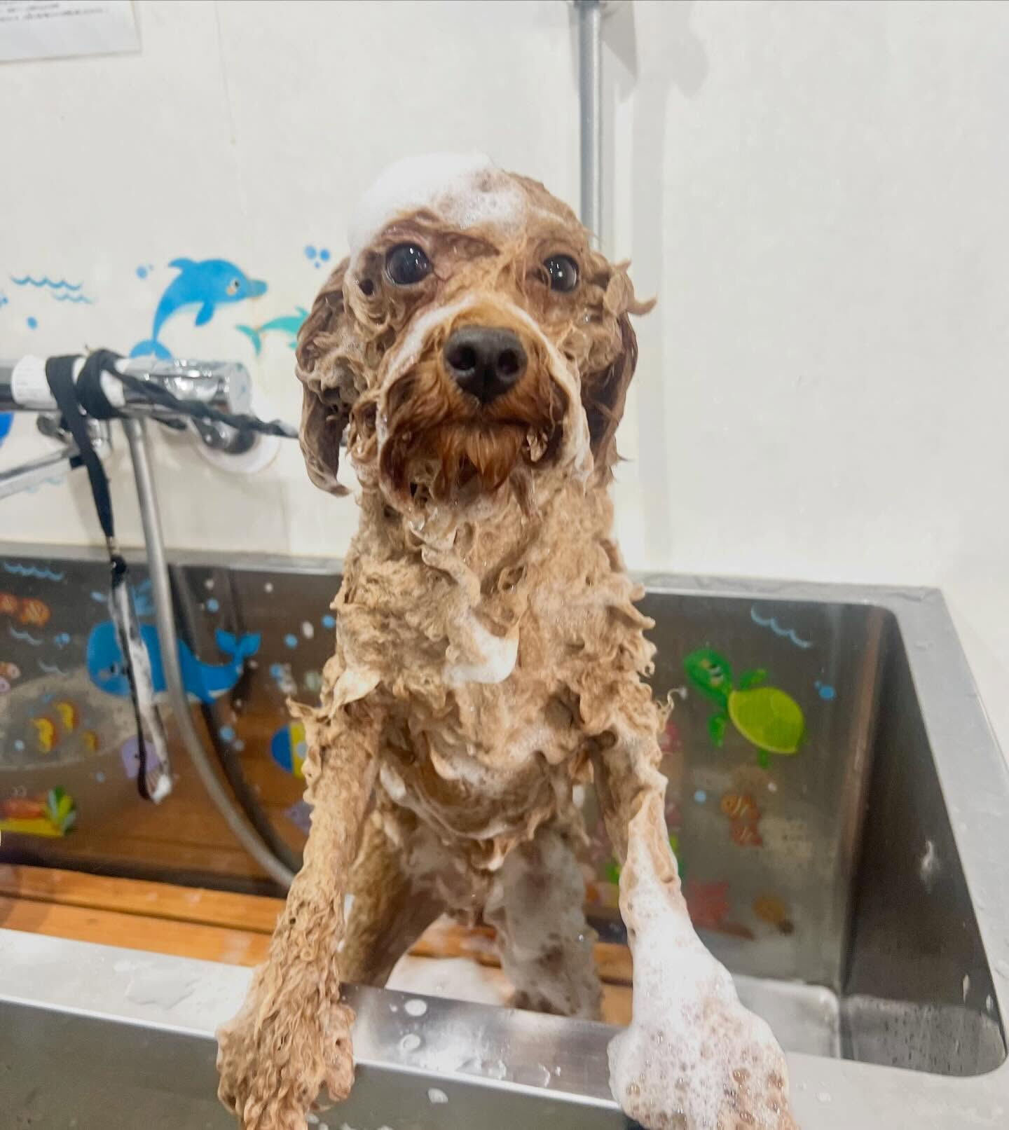 来店いただいた、トイプーのマロンくんです🐶✨
