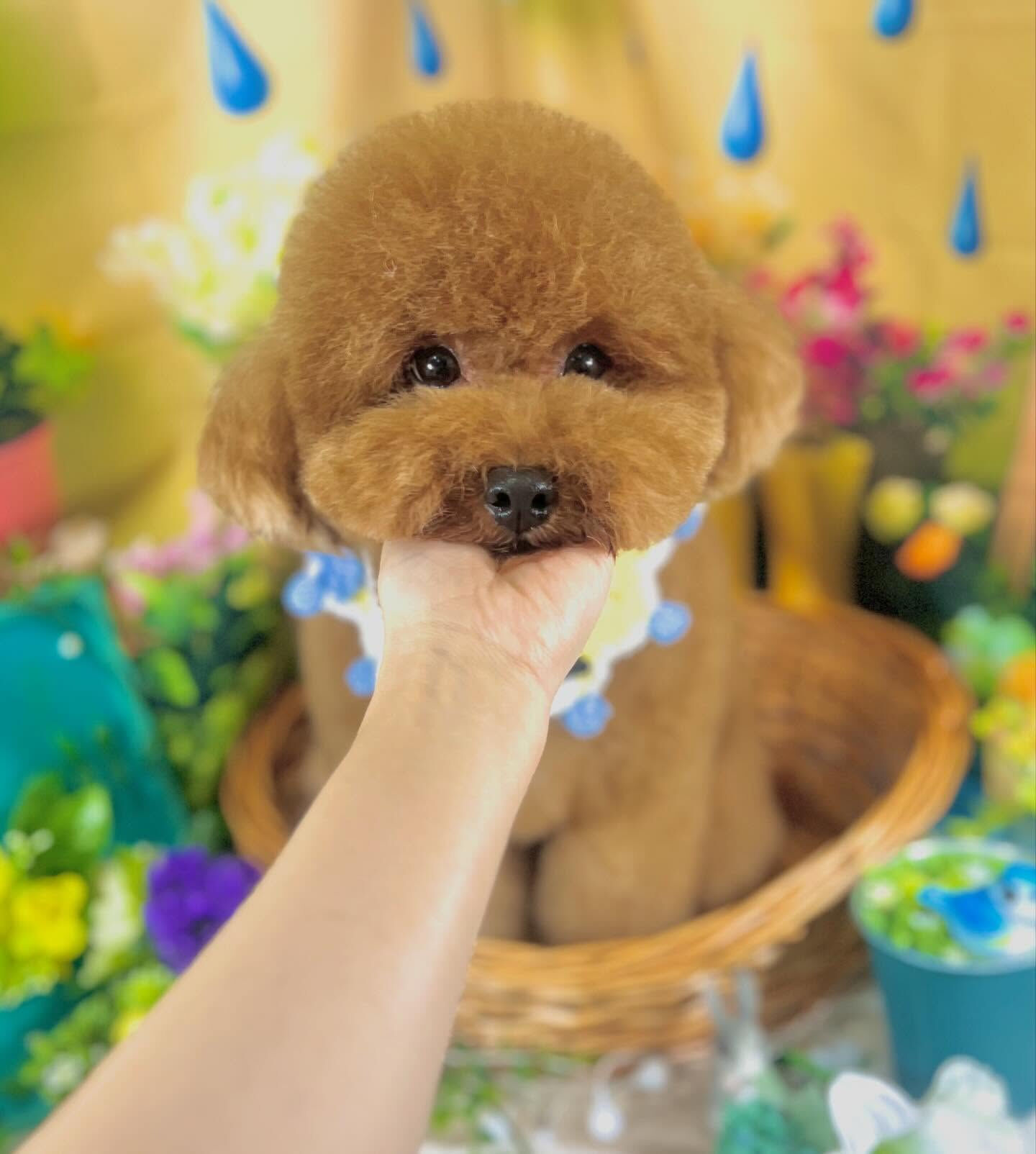 来店いただいた、トイプーのマロンくんです🐶✨