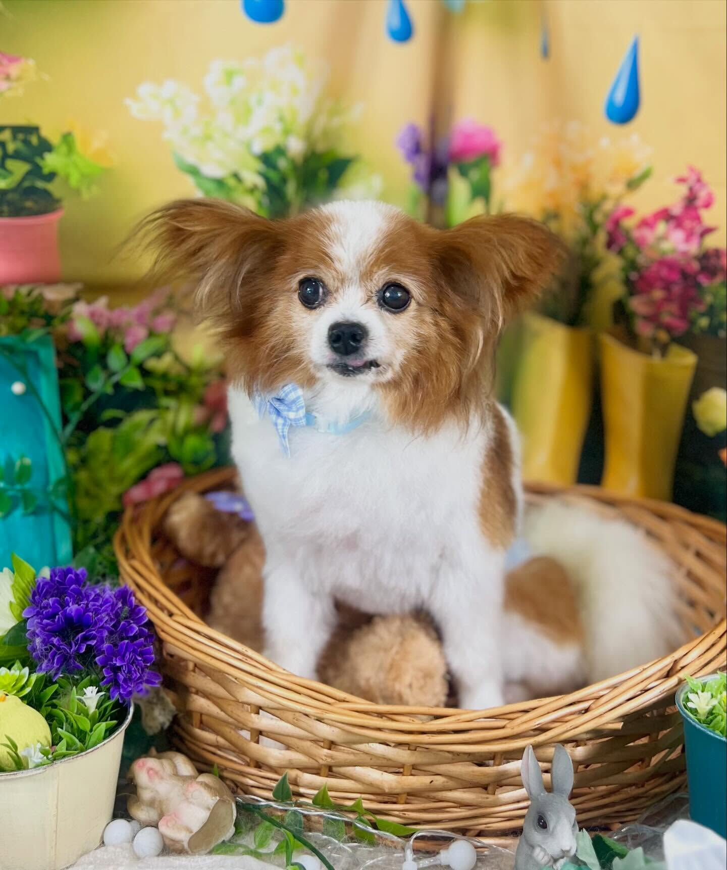 来店いただいたパピヨンのシャイくんです🐶✨