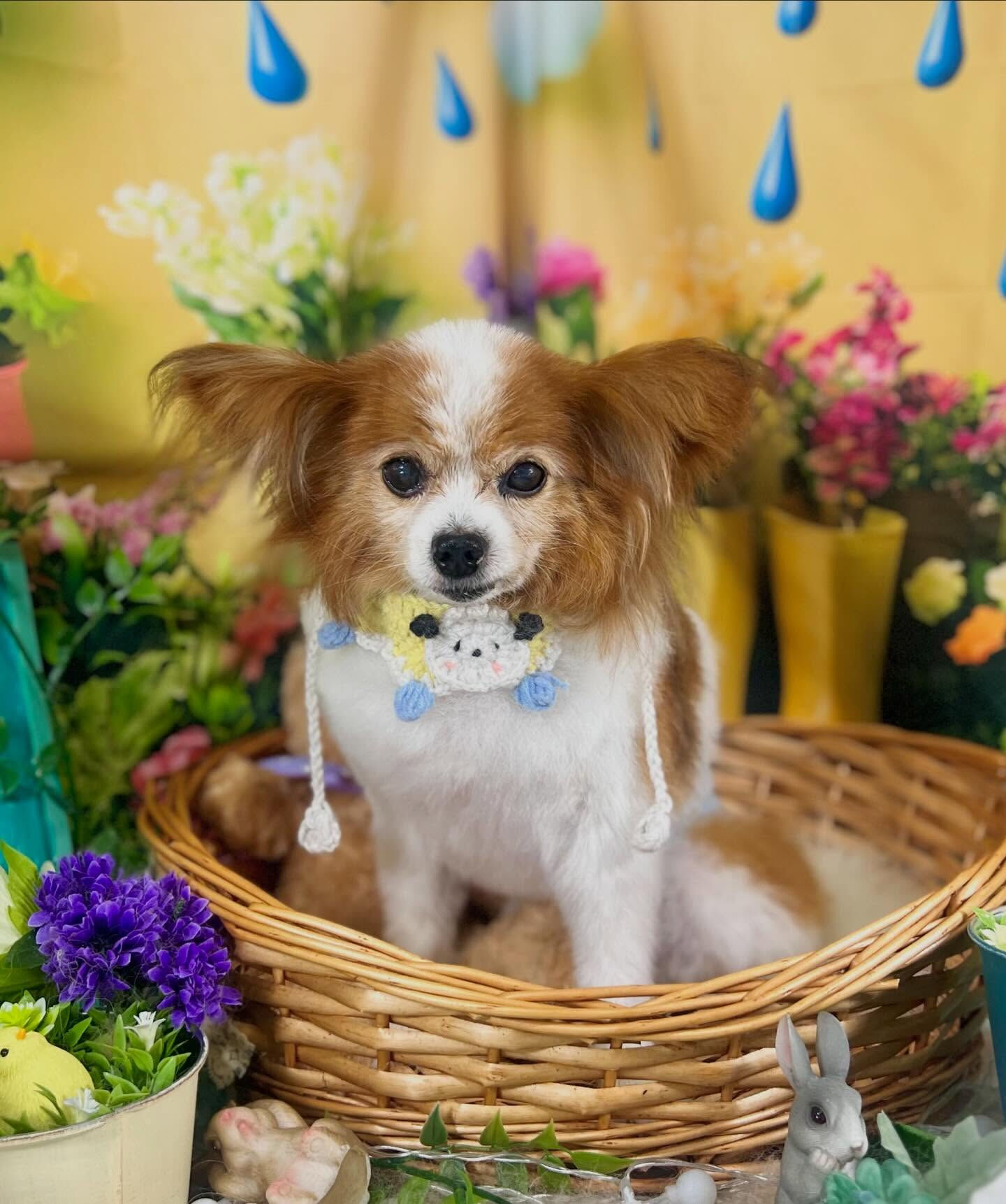 来店いただいたパピヨンのシャイくんです🐶✨