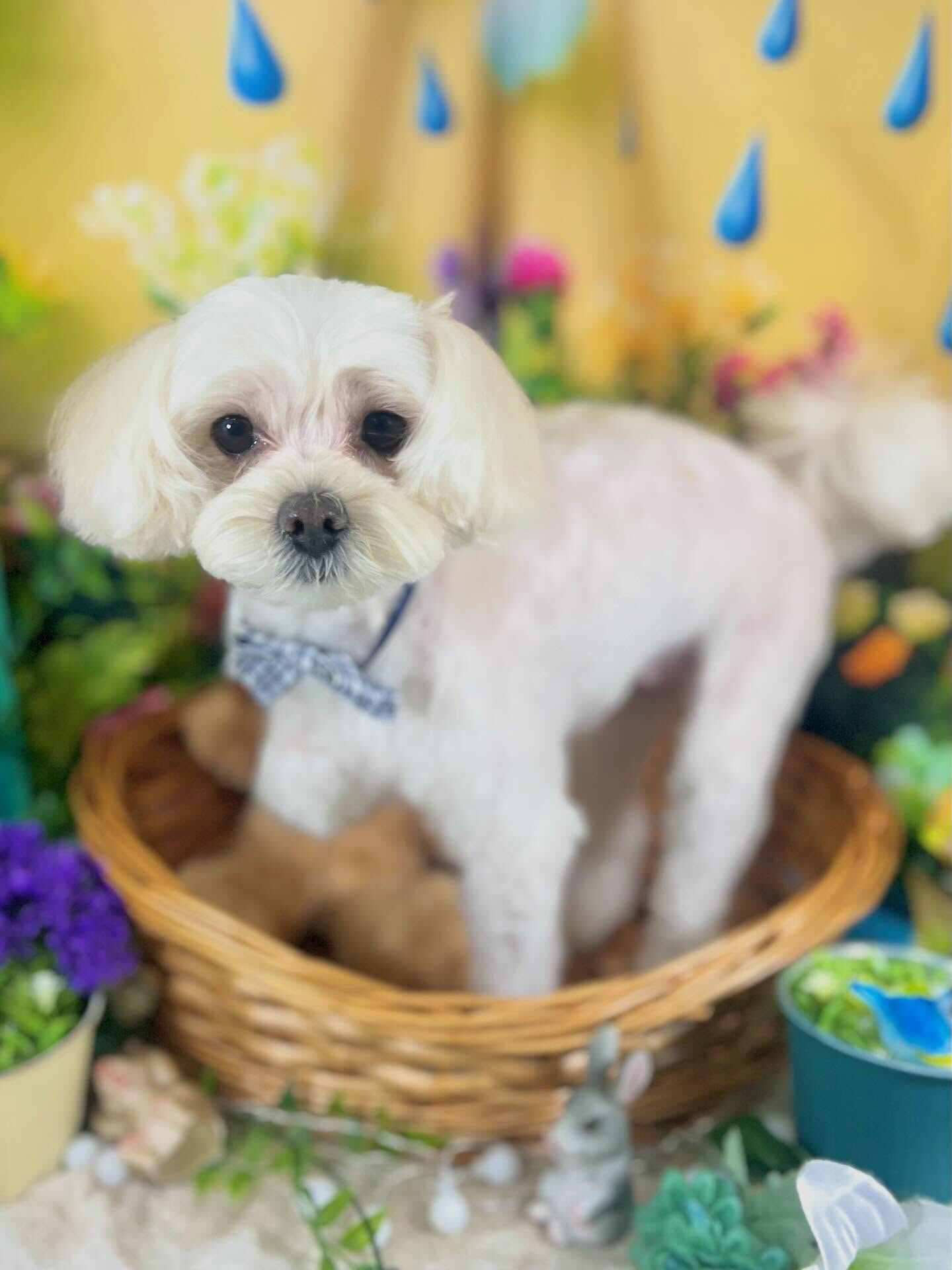 来店いただいた、マルプーのてんちゃんです🐶✨