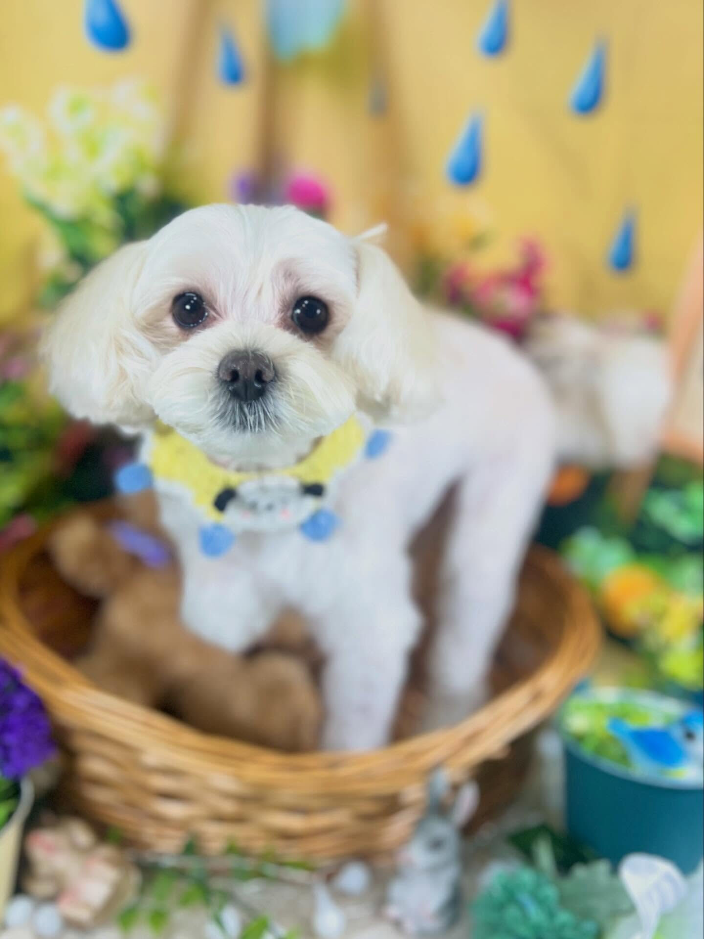 来店いただいた、マルプーのてんちゃんです🐶✨