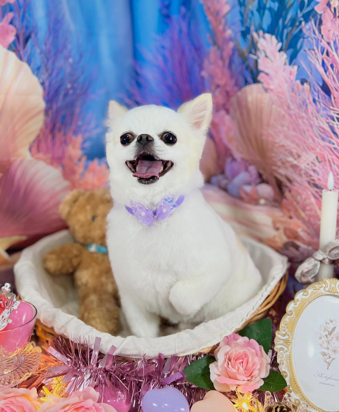 来店いただいた、チワワのらてくんです🐶✨