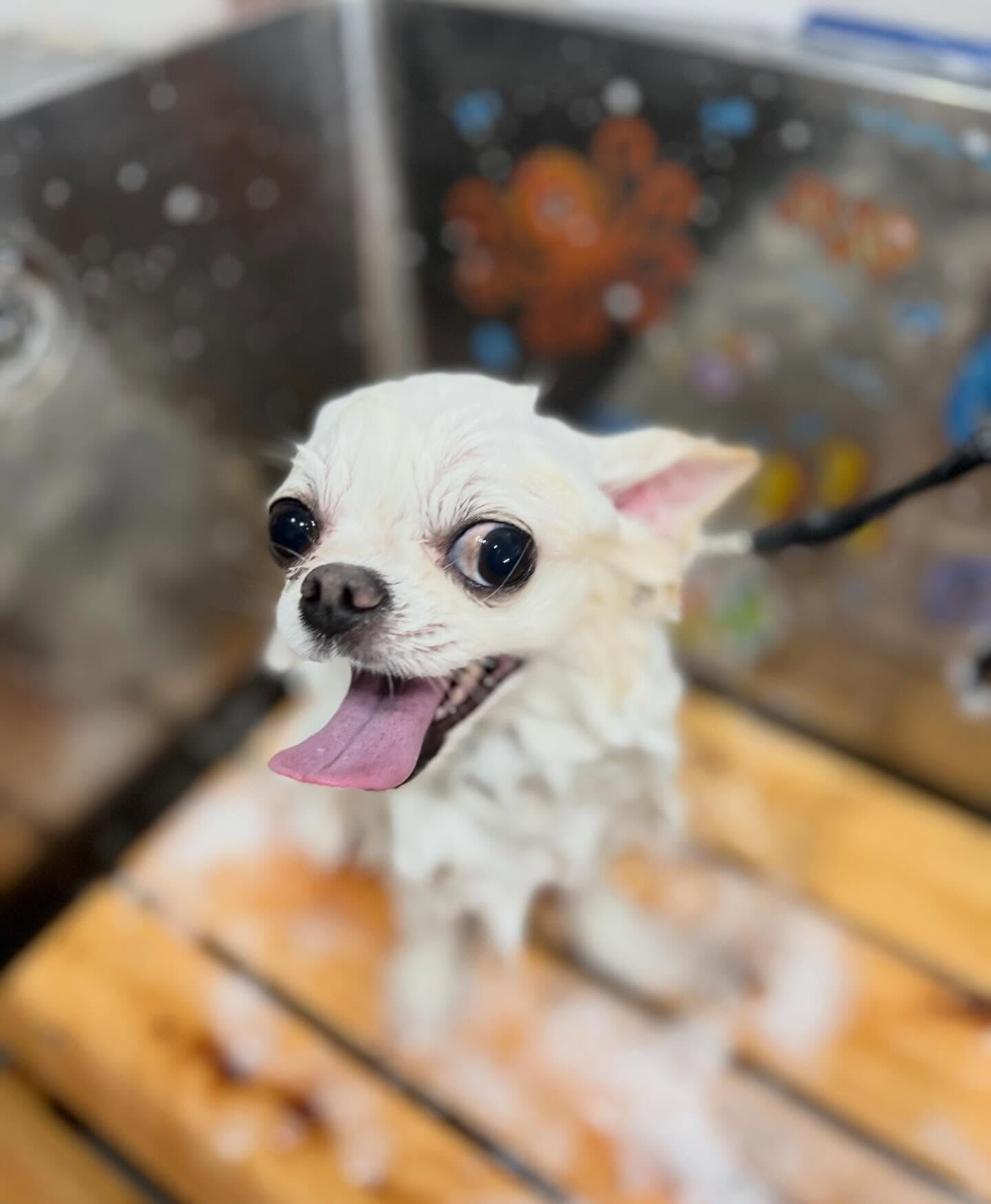 来店いただいた、チワワのらてくんです🐶✨