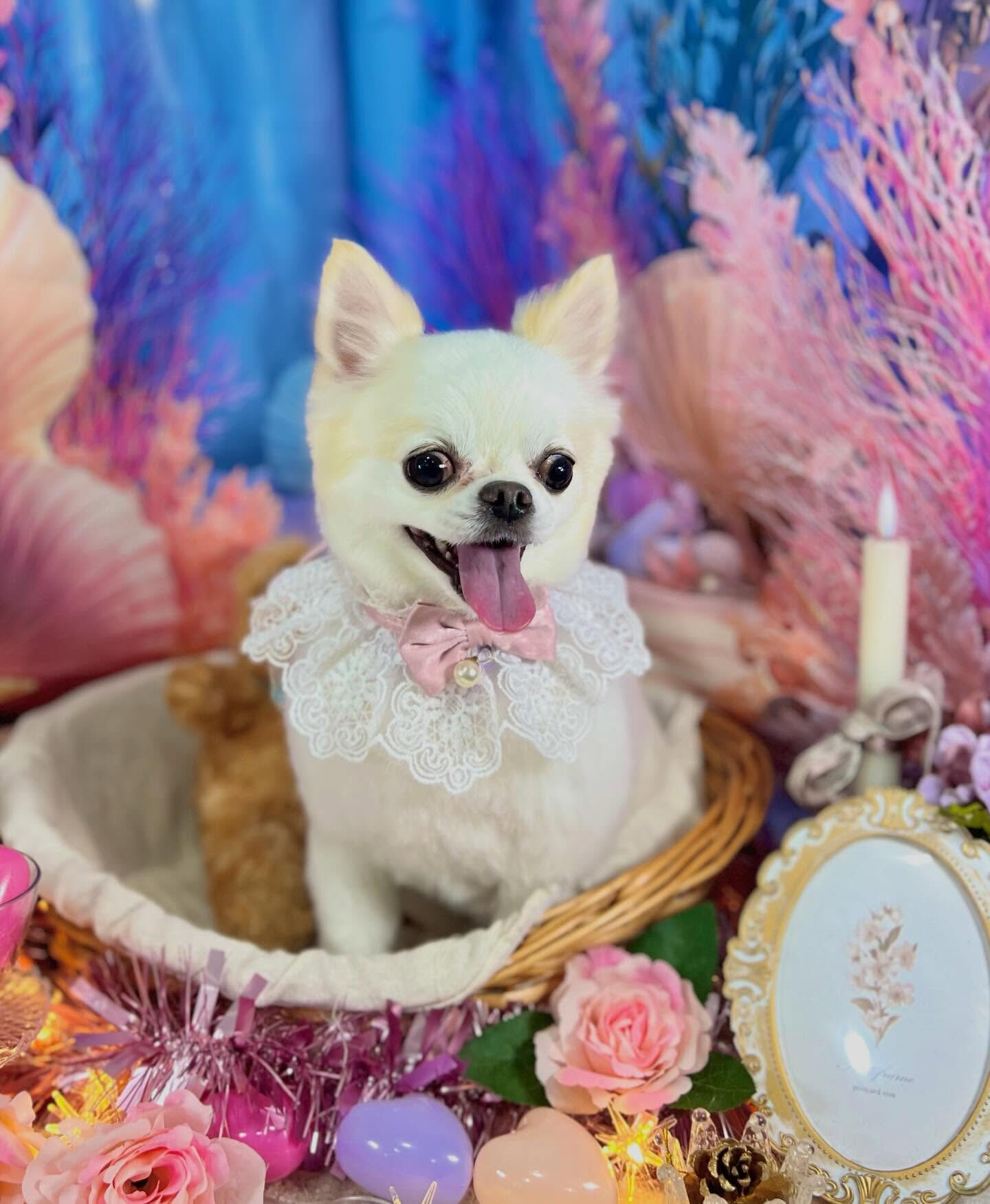 来店いただいた、チワワのらてくんです🐶✨