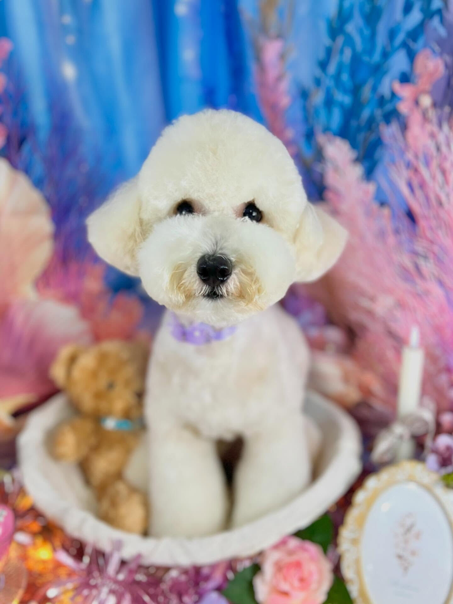 来店いただいた、ビションプーのププくんです🐶✨