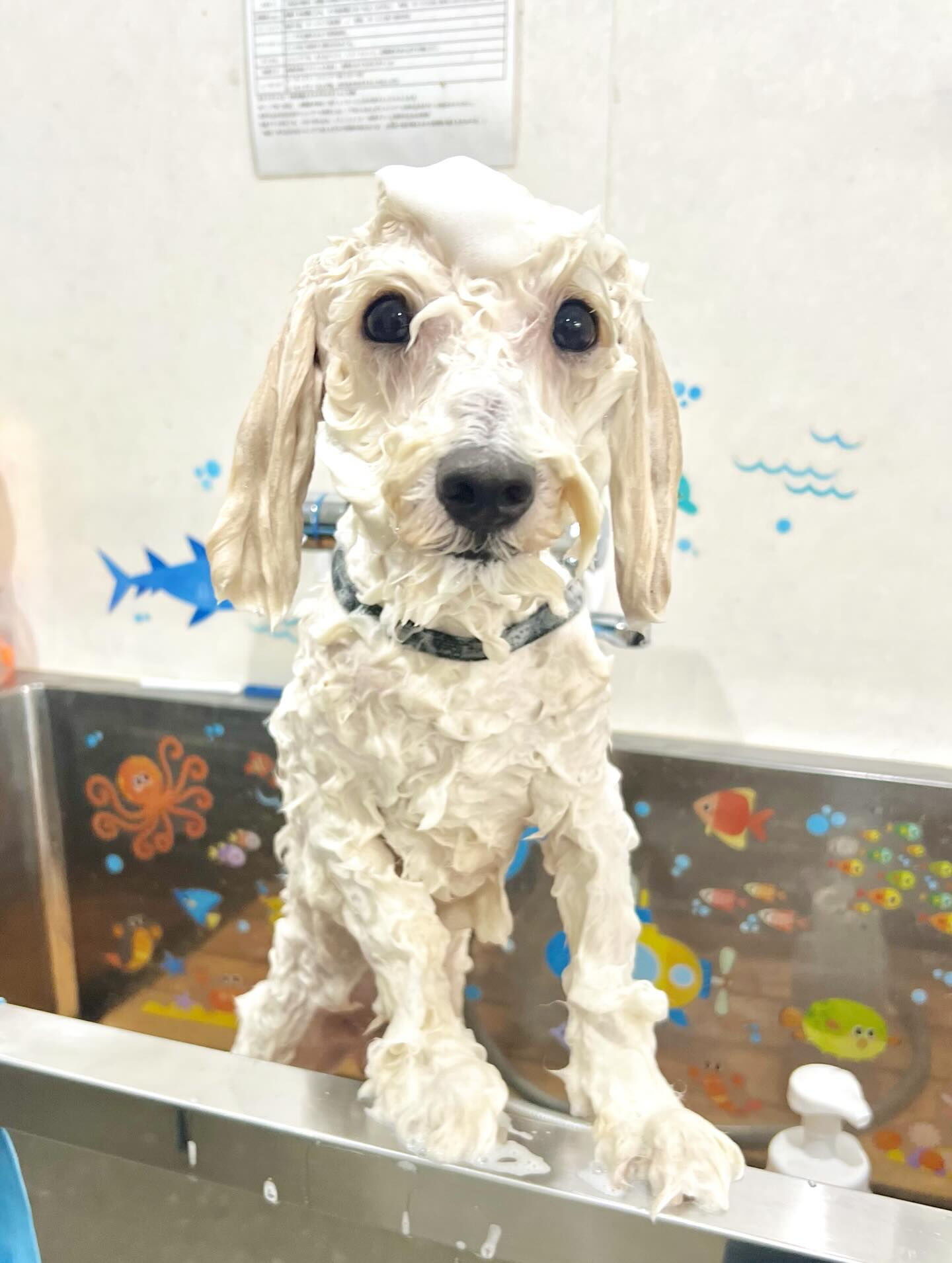 来店いただいた、ビションプーのププくんです🐶✨