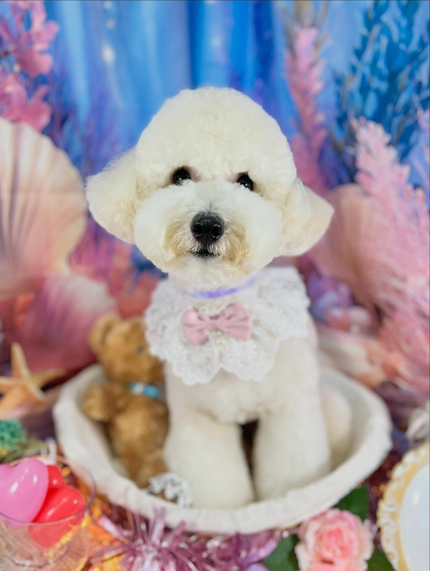 来店いただいた、ビションプーのププくんです🐶✨
