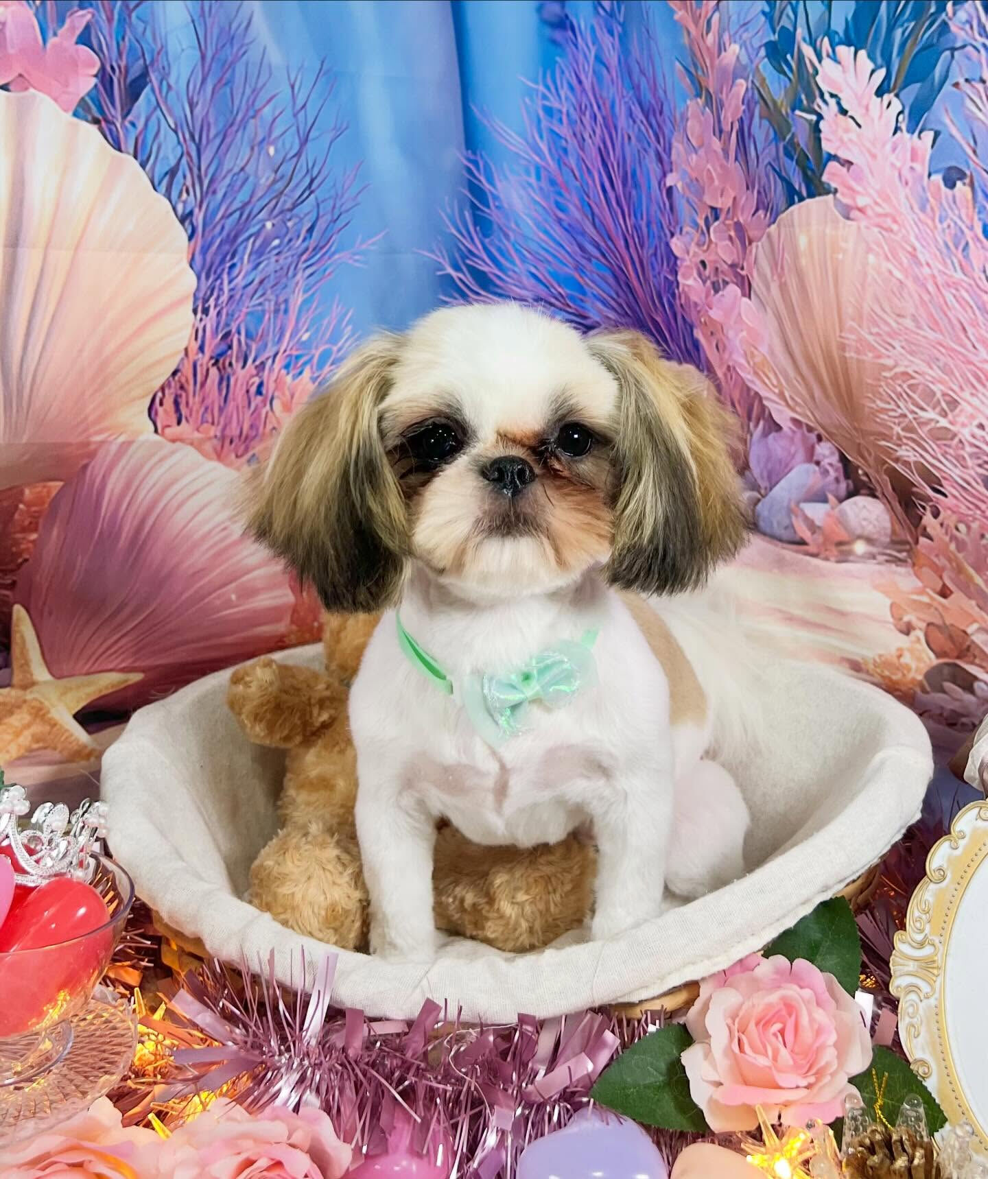 来店いただいた、シーズーのもずくちゃんです🐶✨