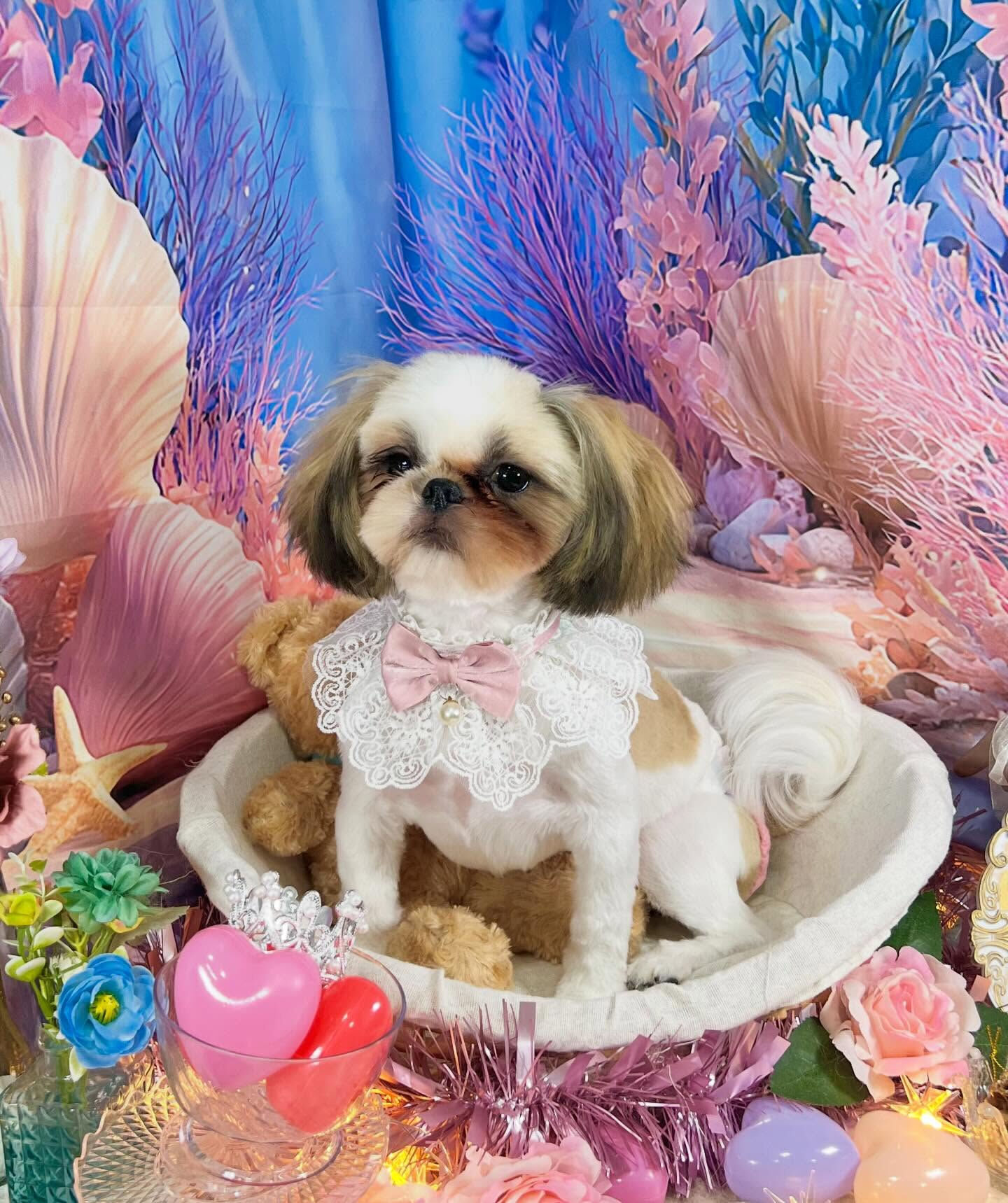 来店いただいた、シーズーのもずくちゃんです🐶✨