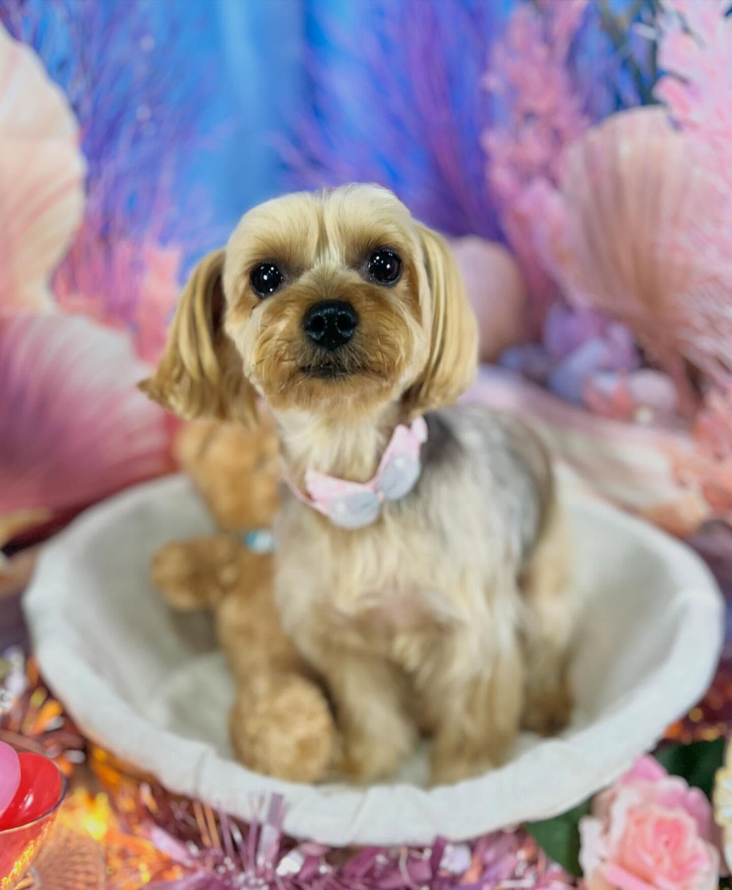 来店いただいた、ヨーキーのマリーちゃんです🐶✨