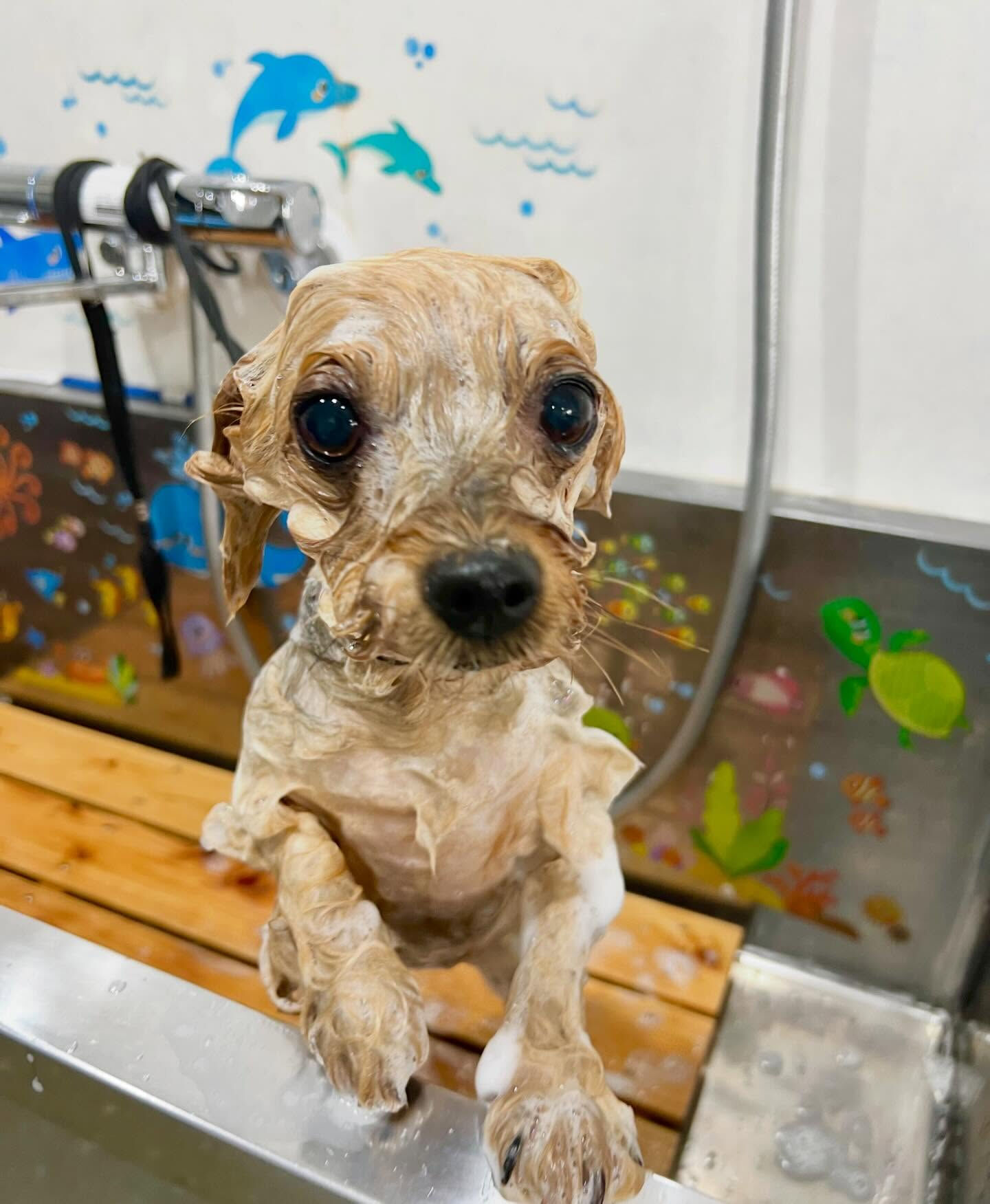 来店いただいた、ヨーキーのマリーちゃんです🐶✨