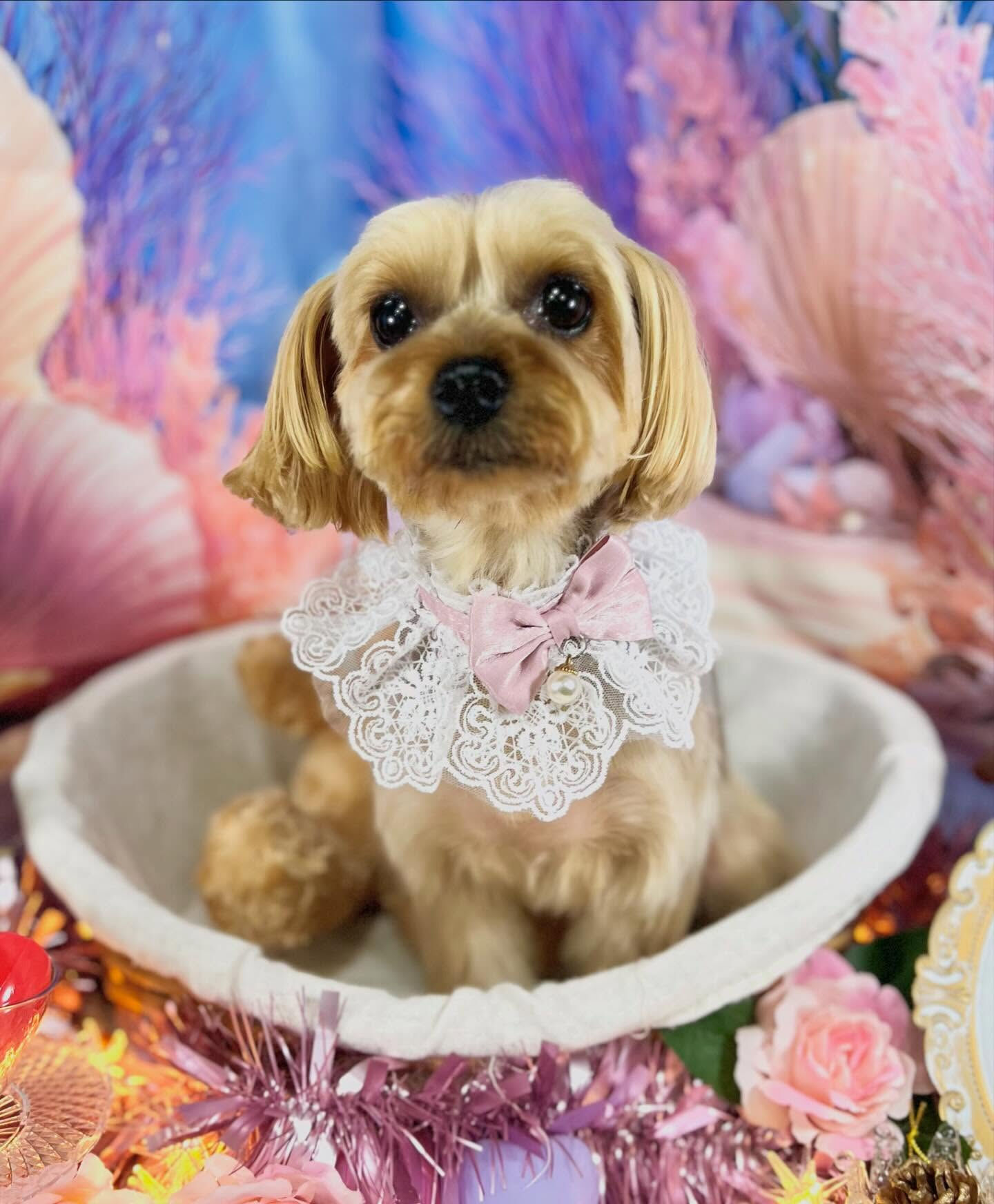 来店いただいた、ヨーキーのマリーちゃんです🐶✨