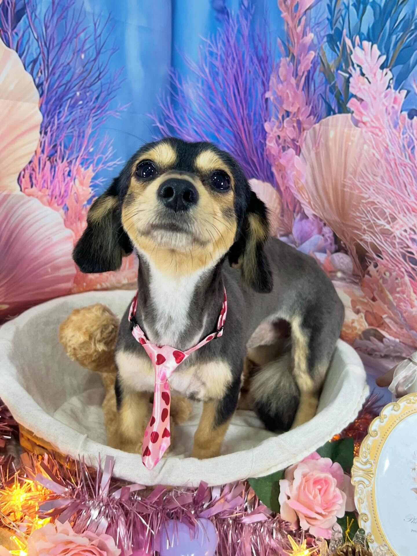 来店いただいた、チワックスのぽてちくんです🐶✨