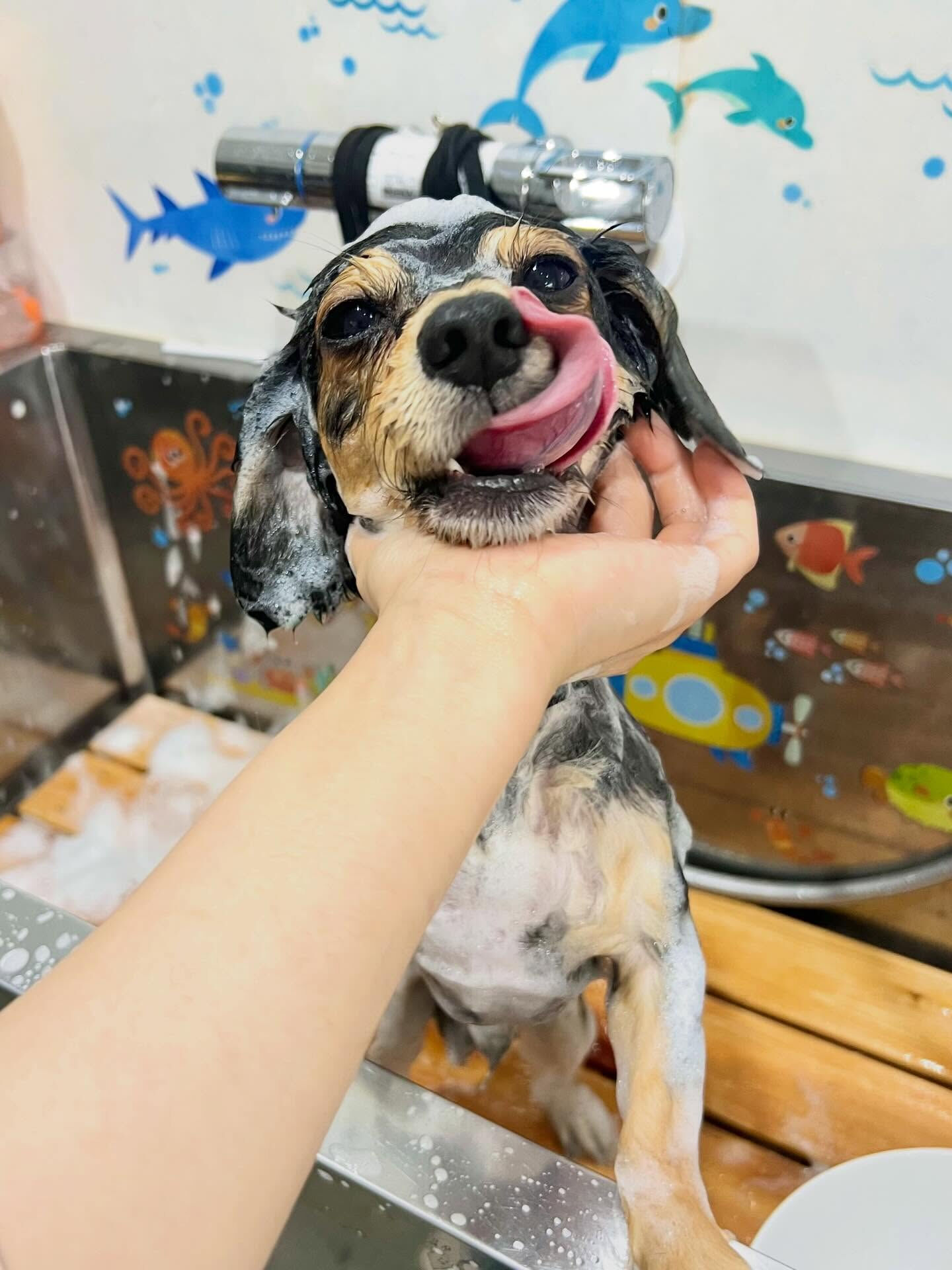 来店いただいた、チワックスのぽてちくんです🐶✨