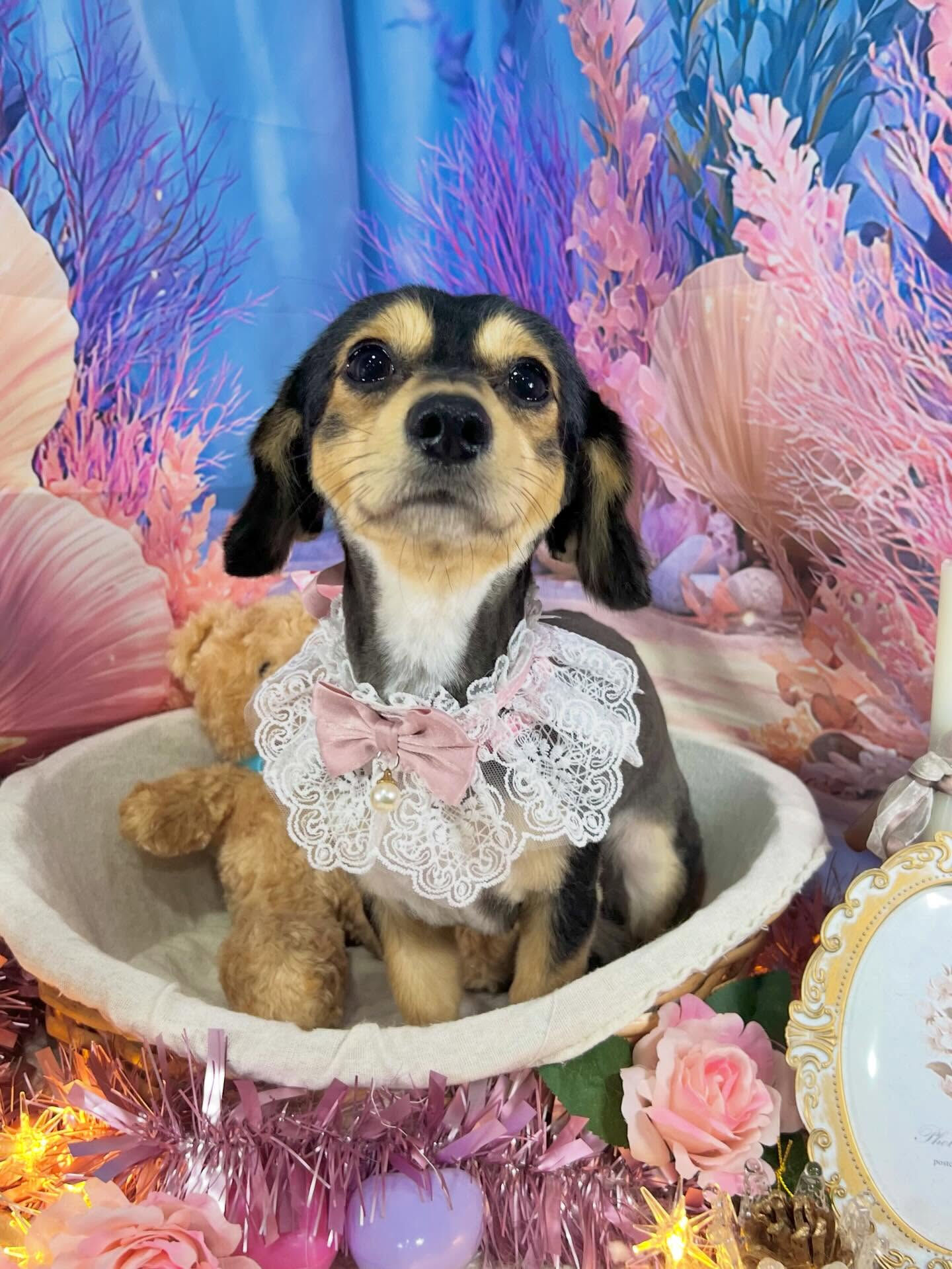 来店いただいた、チワックスのぽてちくんです🐶✨