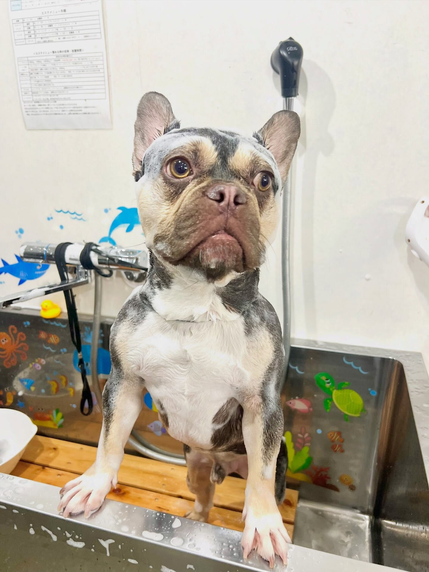 来店いただいた、フレブルのシルバくんです🐶✨