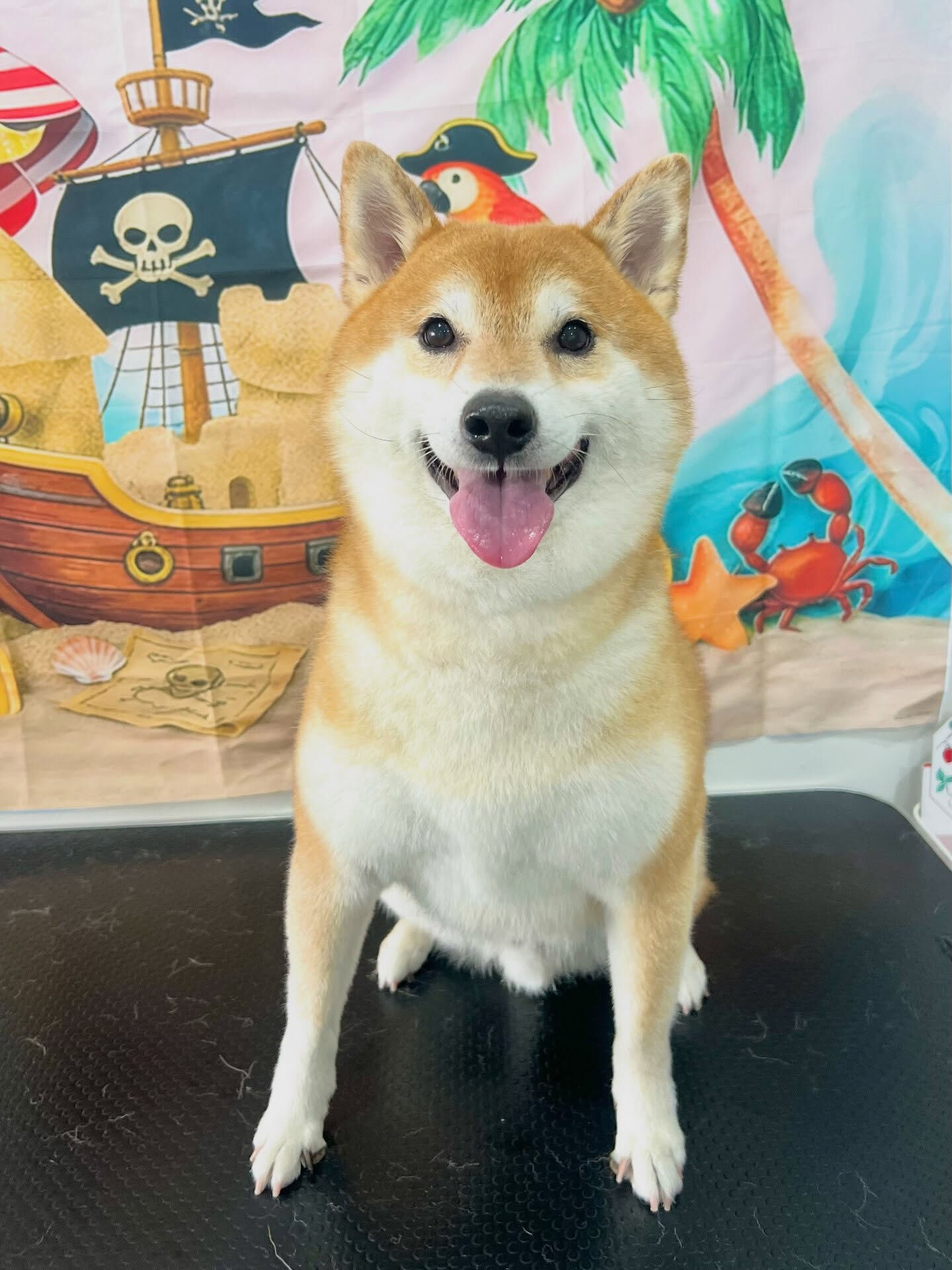 来店いただいた、柴犬のこてつくんです🐶✨