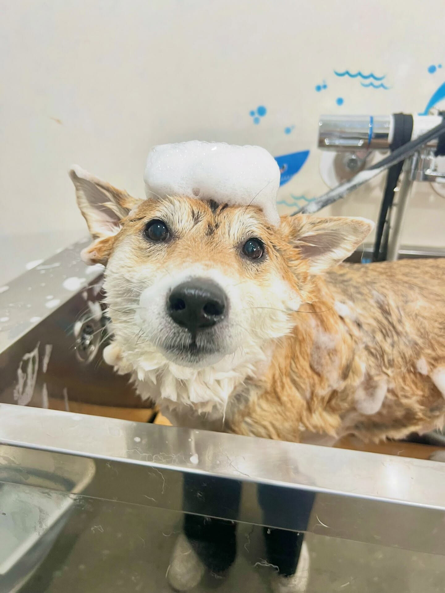 来店いただいた、柴犬のこてつくんです🐶✨
