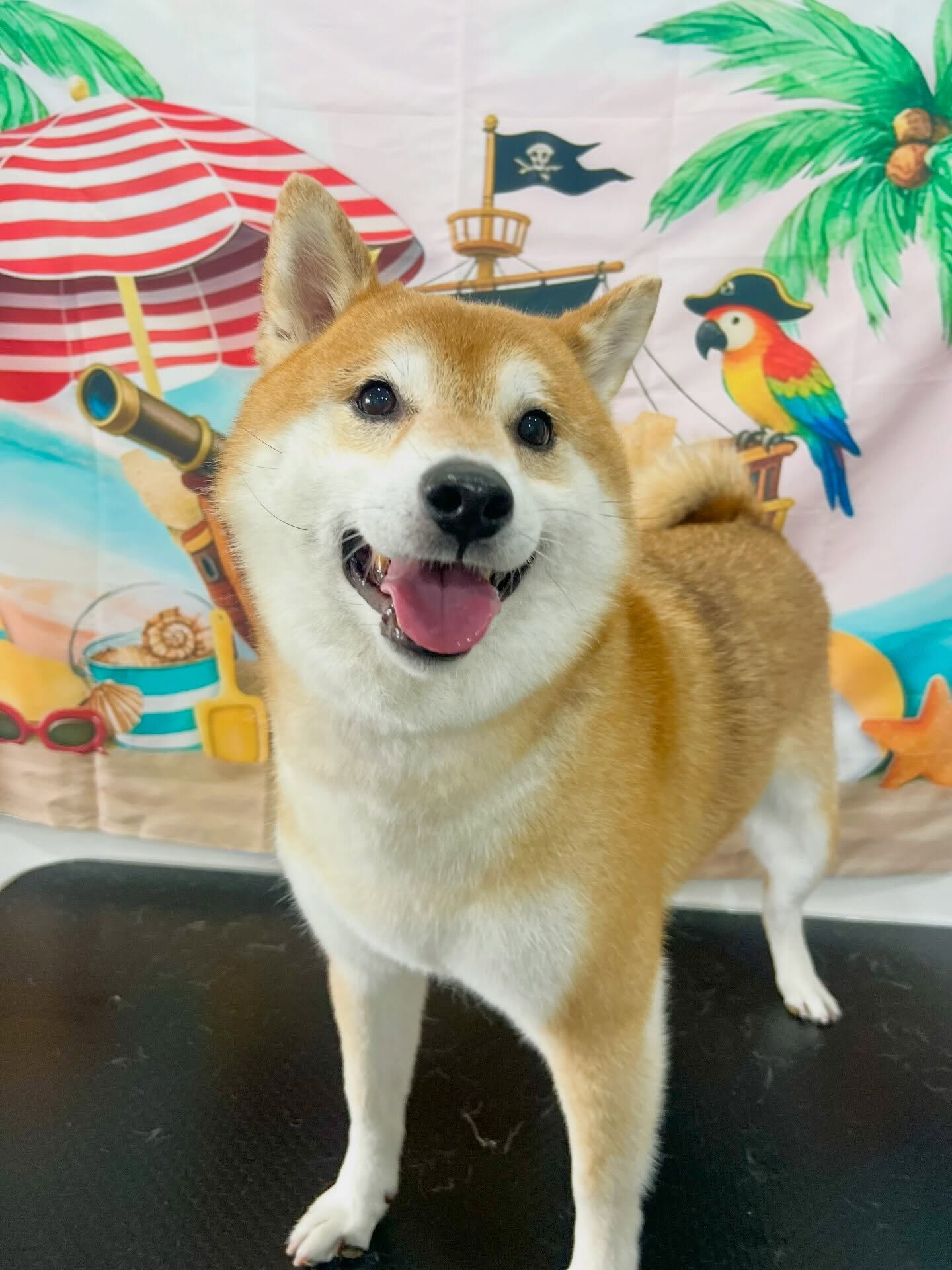 来店いただいた、柴犬のこてつくんです🐶✨