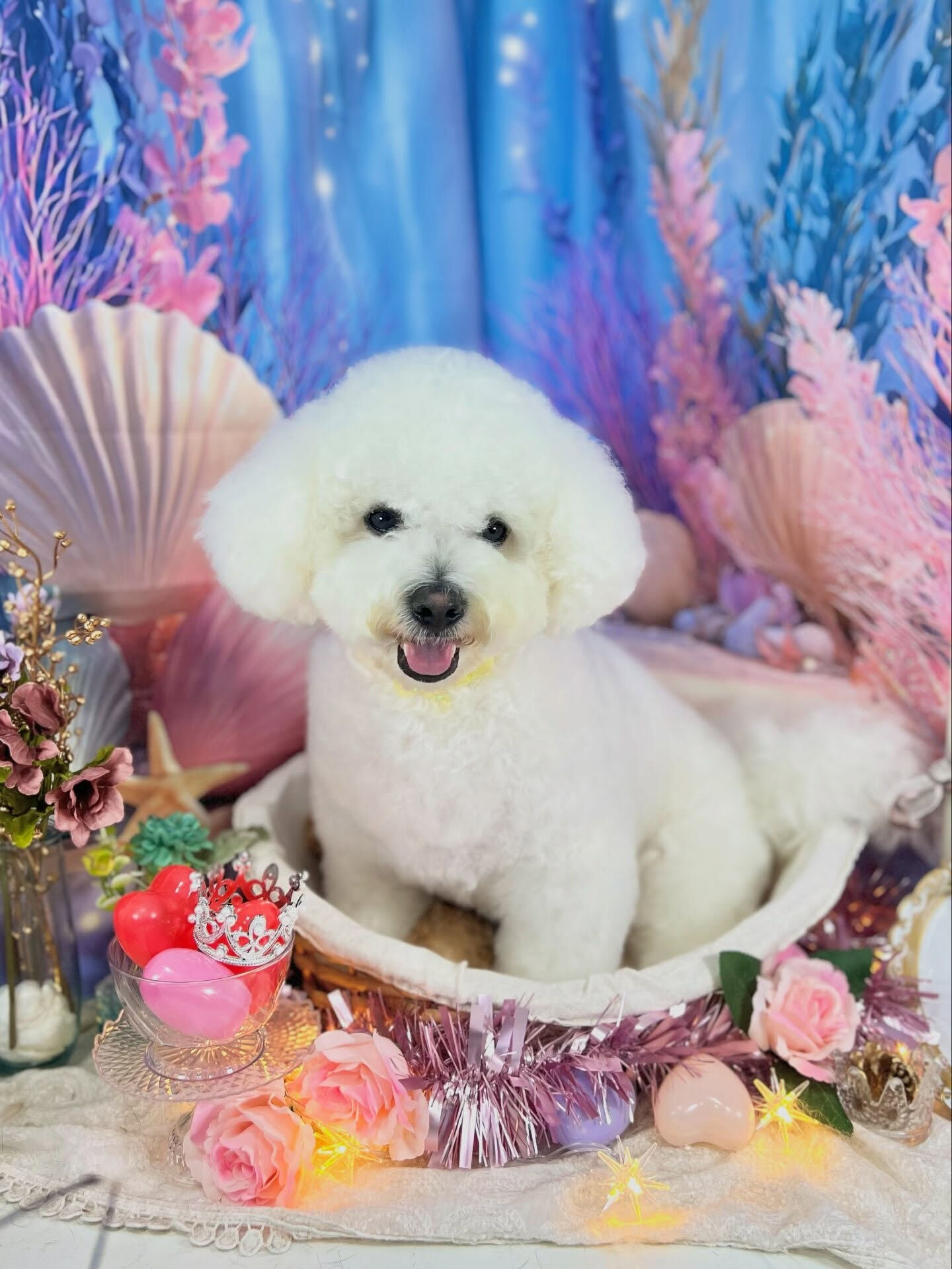 来店いただいた、ビションのアムロくんです🐶✨