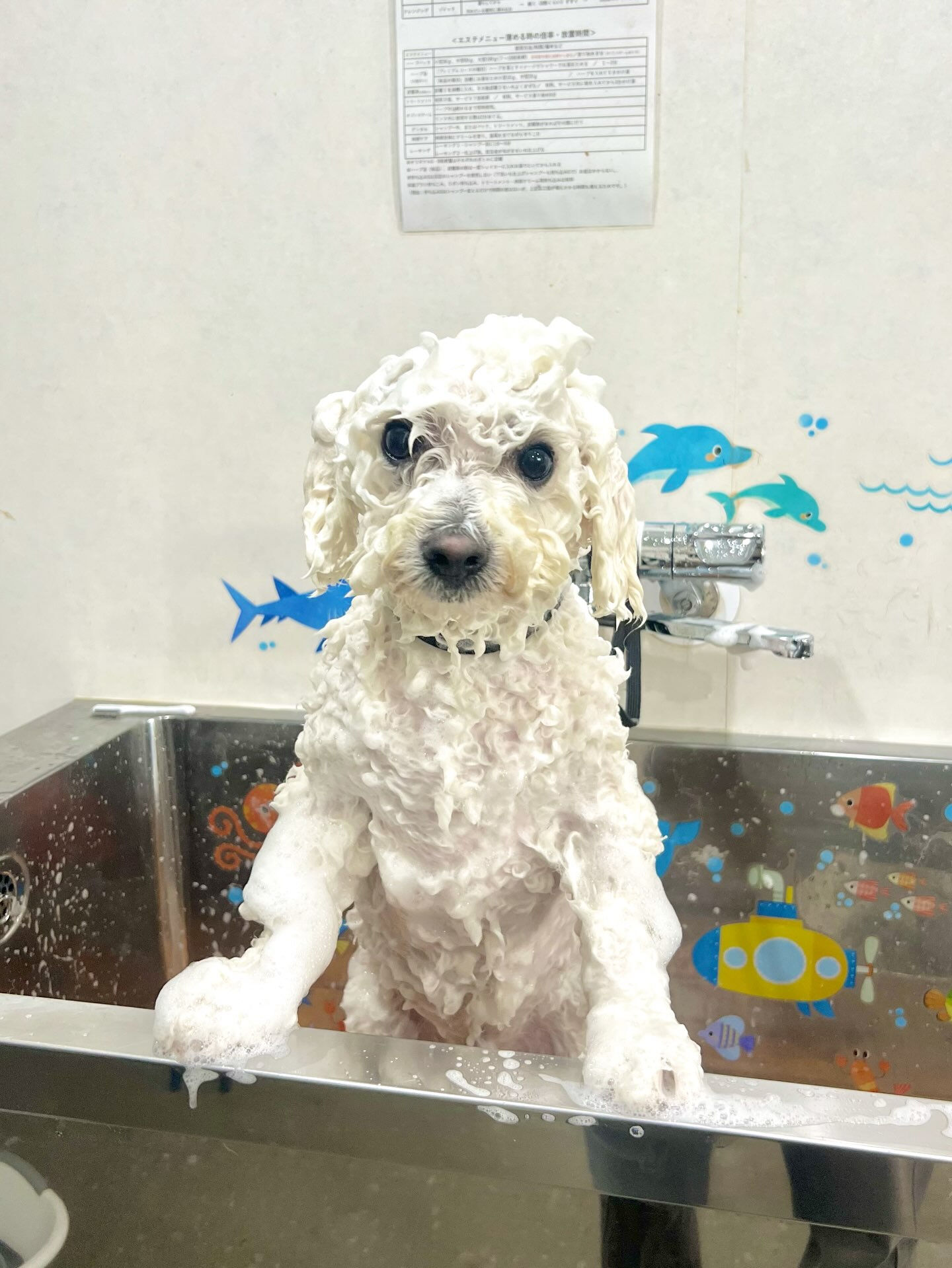 来店いただいた、ビションのアムロくんです🐶✨