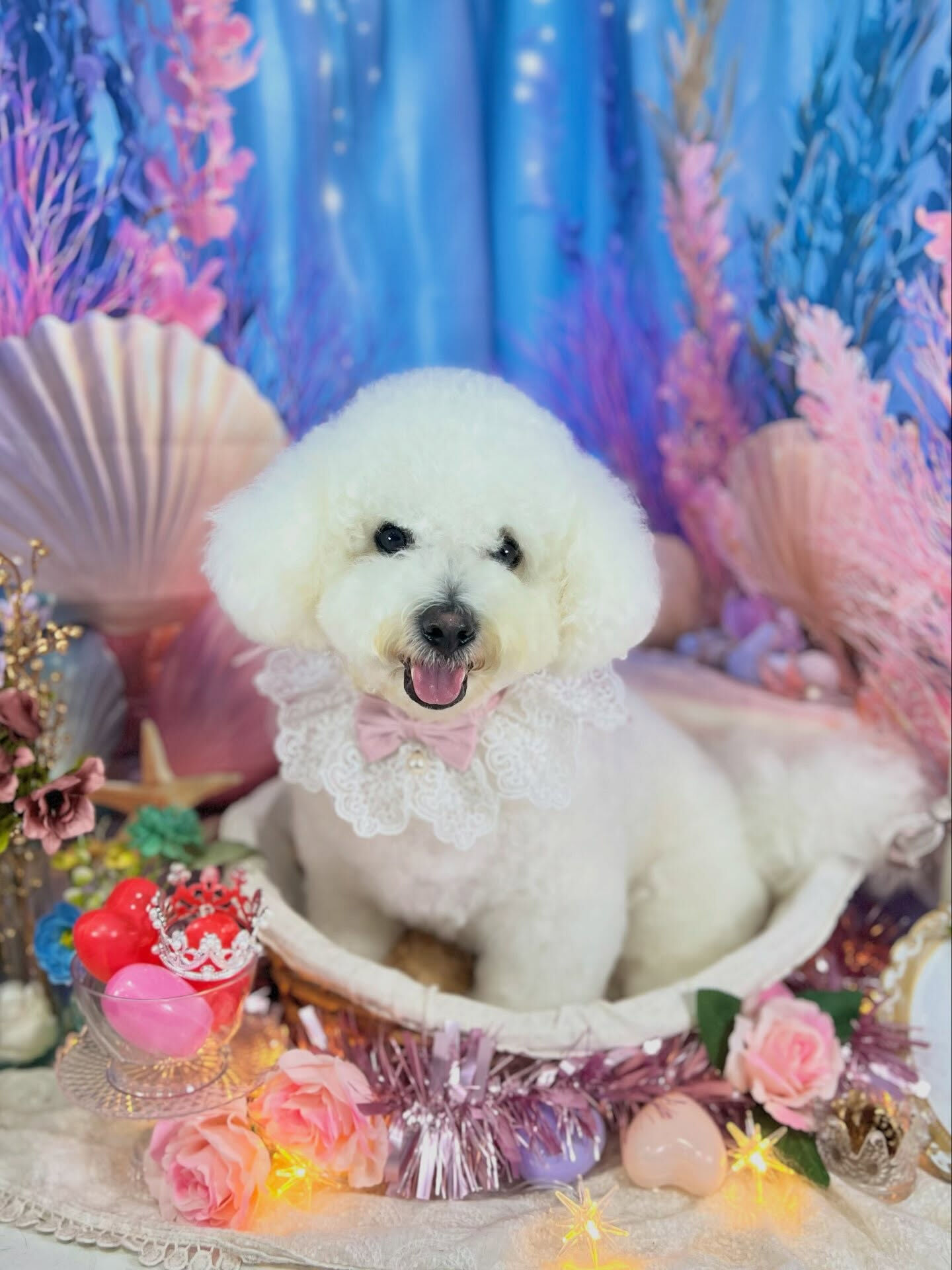 来店いただいた、ビションのアムロくんです🐶✨
