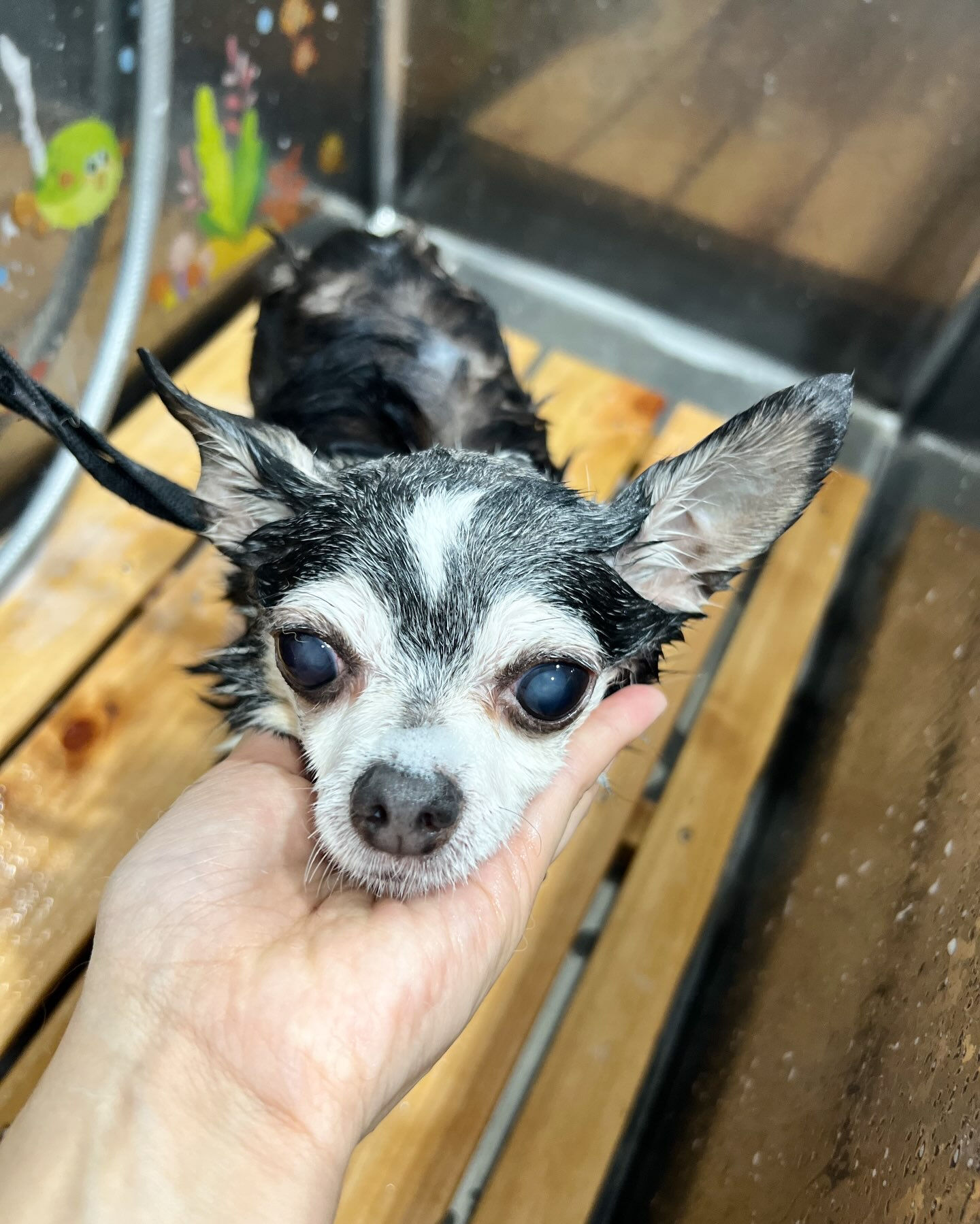 来店いただいた、チワワのアンジュちゃん